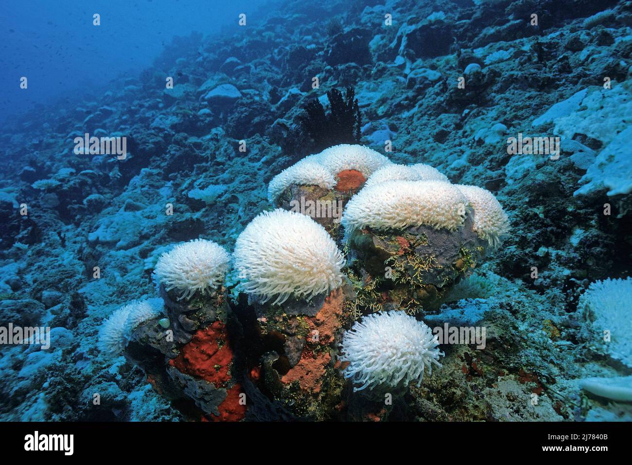Coralli duri sbiancati (Acroporidae), sbiancamento dei coralli, conseguenze del riscaldamento globale, barriera corallina alle Maldive, Oceano Indiano, Asia Foto Stock