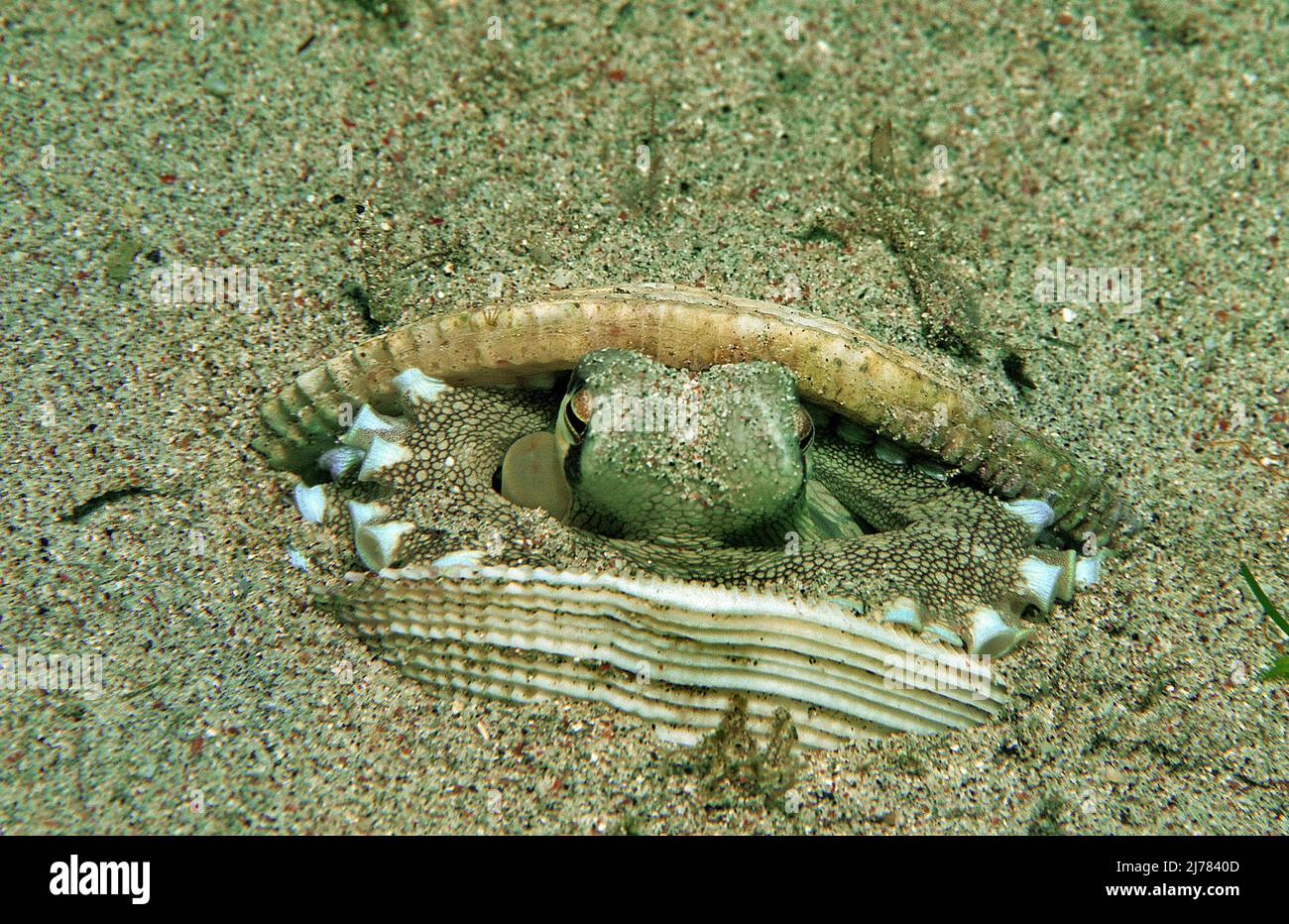 Octopus velato (Octopus marginatus) nascosto in una conchiglia vuota (mussel), Puerto Galera, Mindoro, Filippine, Asia Foto Stock