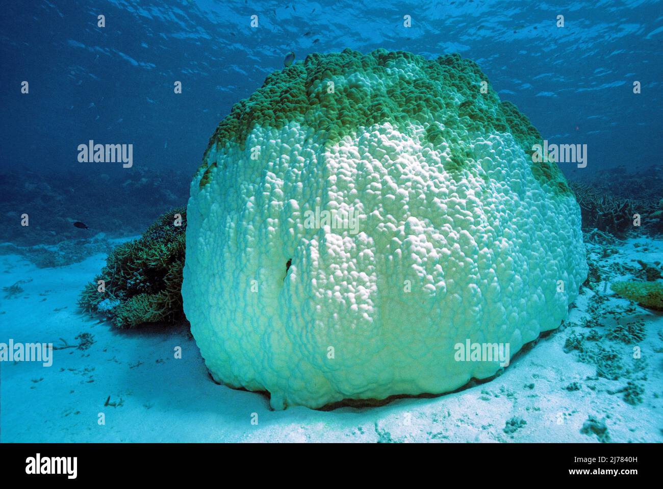 Korallenbleiche, ausgebleichte Bergporenkoralle (Porites lobata), Folgen der globalen Klimaenderung und Erwaermung der Weltmeere, Malediven, Indische Foto Stock