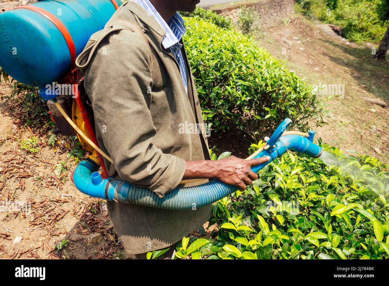 Coltivatore spruzzare cespuglio con pesticida manuale spruzzatore contro insetti su alberi di tè in India Kerala Munnar piantagioni Foto Stock