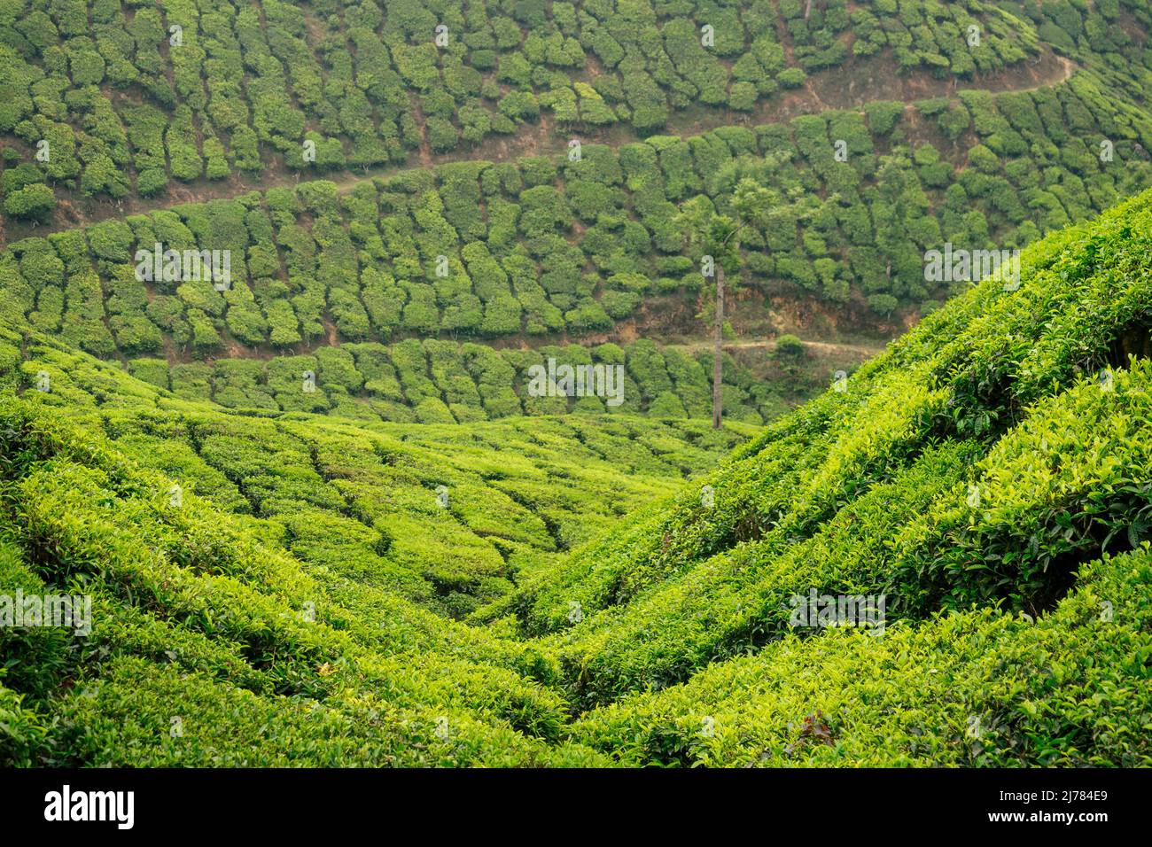 Grande e verde piantagione di tè in India. Foto Stock