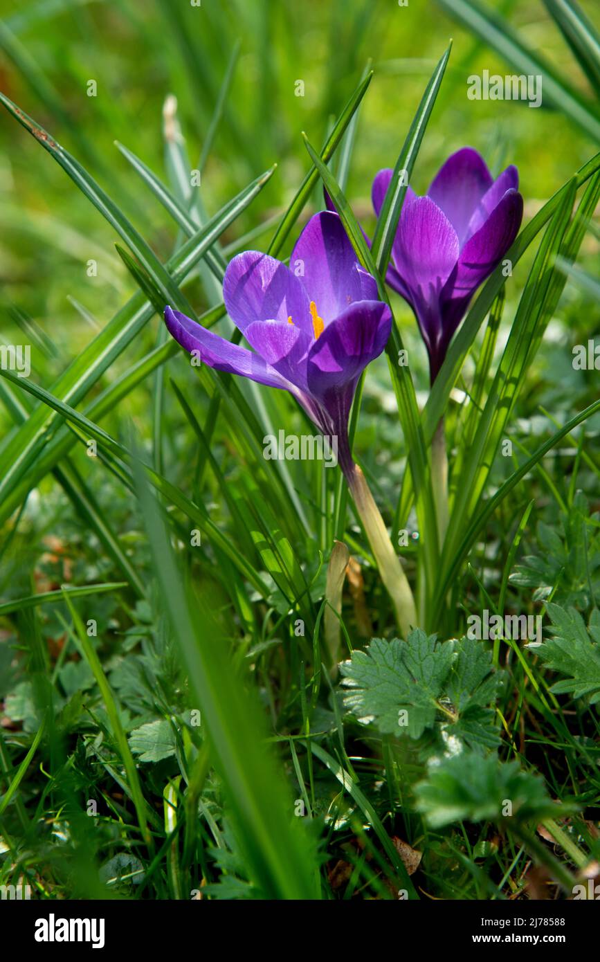 Bella la molla viola crocus su uno sfondo verde Foto Stock
