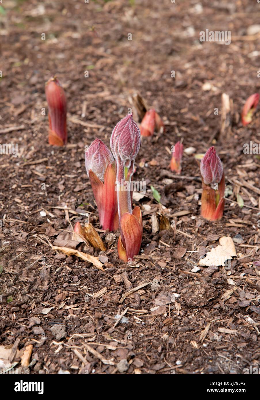 Paeoniaceae, paeonia, peonia, germogli di peonia in primavera, steli rossi e foglie Foto Stock