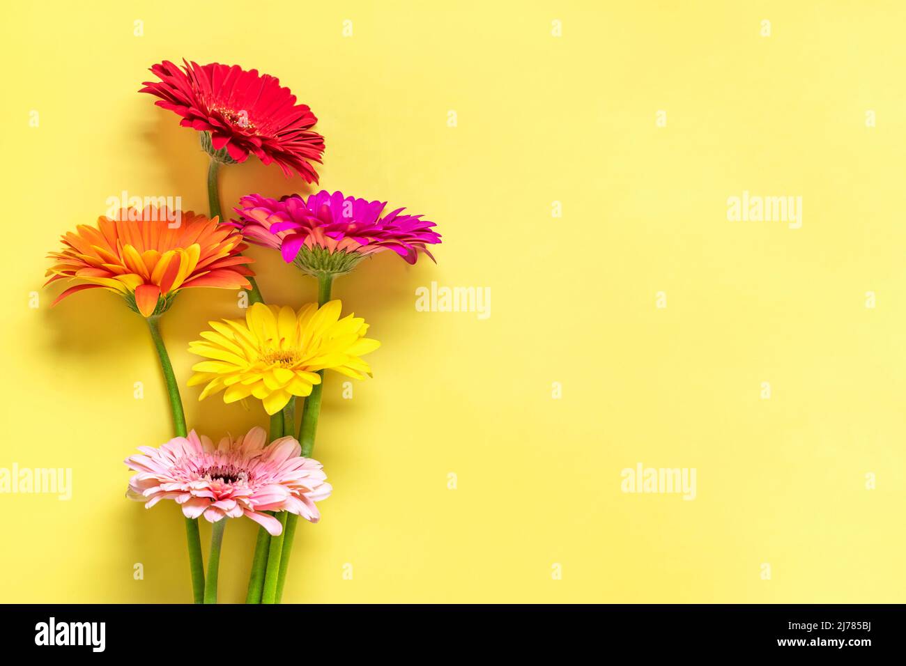 Bouquet di gerberi su sfondo giallo Vista dall'alto piatto Lay Holiday biglietto di auguri buon moter's day, 8 March, San Valentino, Pasqua concetto Copia spac Foto Stock