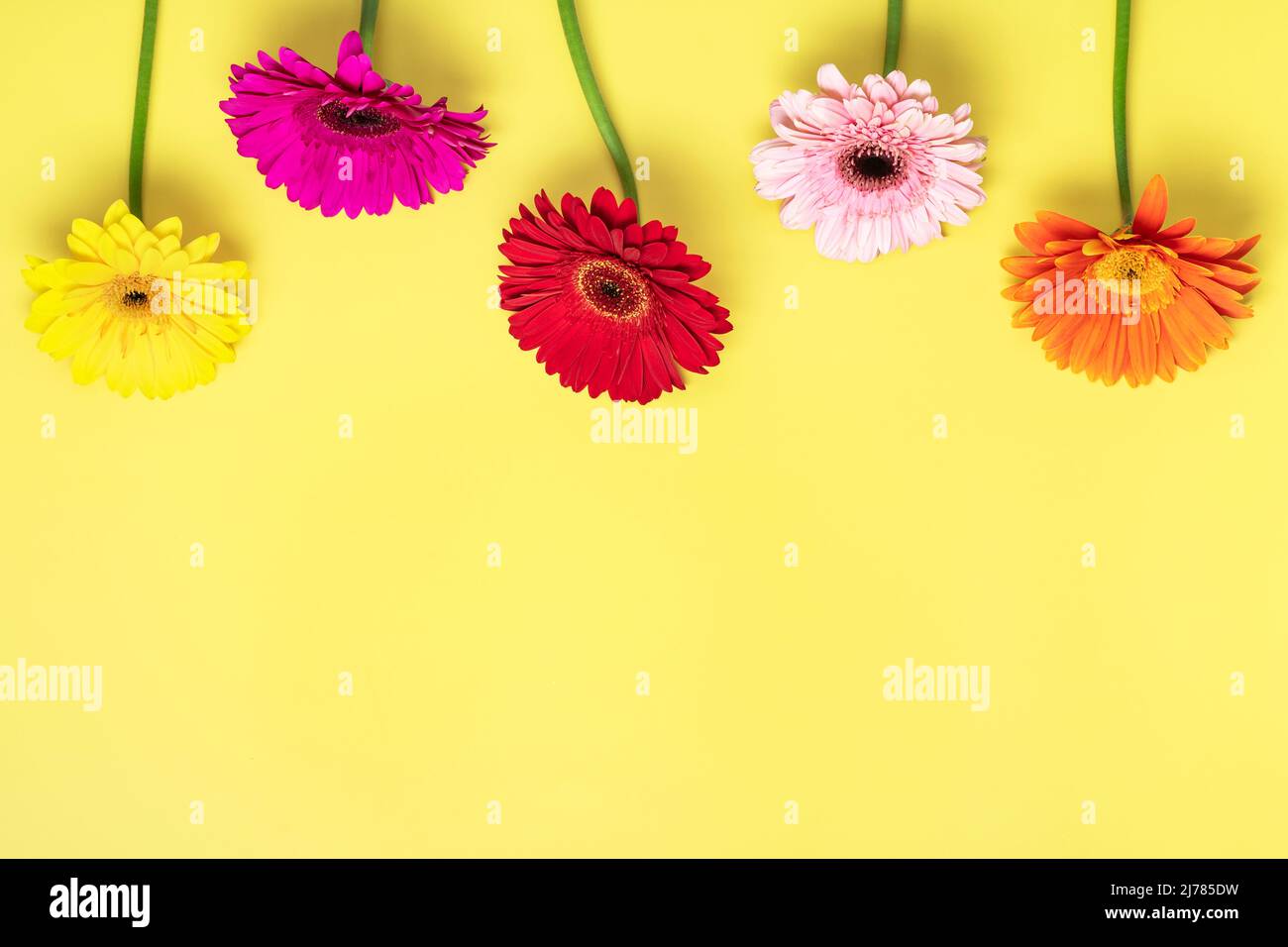 Bouquet di gerberi su sfondo giallo Vista dall'alto piatto Lay Holiday biglietto di auguri buon moter's day, 8 March, San Valentino, Pasqua concetto Copia spac Foto Stock