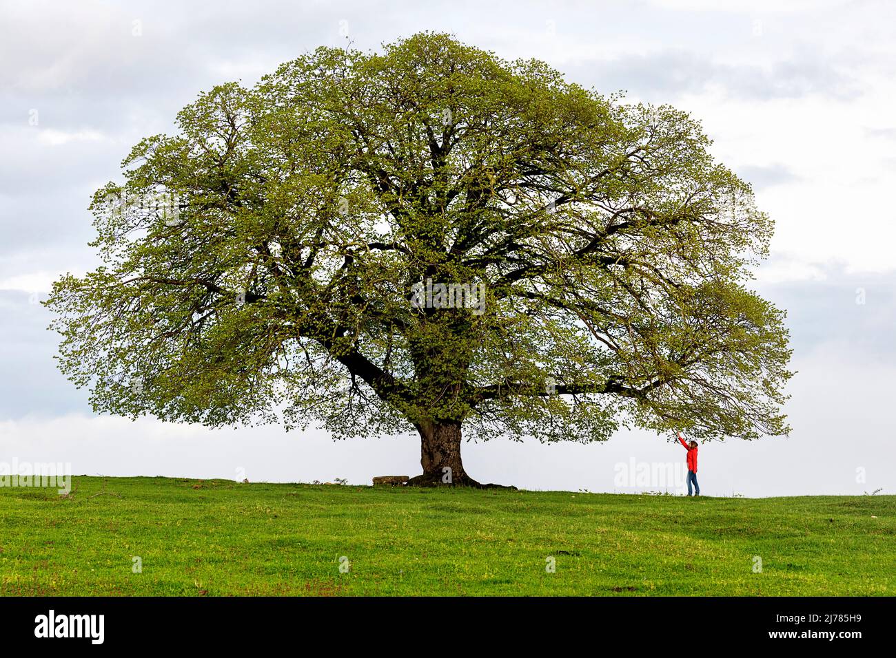 Donna che tocca le foglie di un bellissimo albero nelle montagne del paese della Georgia vicino a Katskhi colonna, Imereti regione, Georgia paese, Europa Foto Stock
