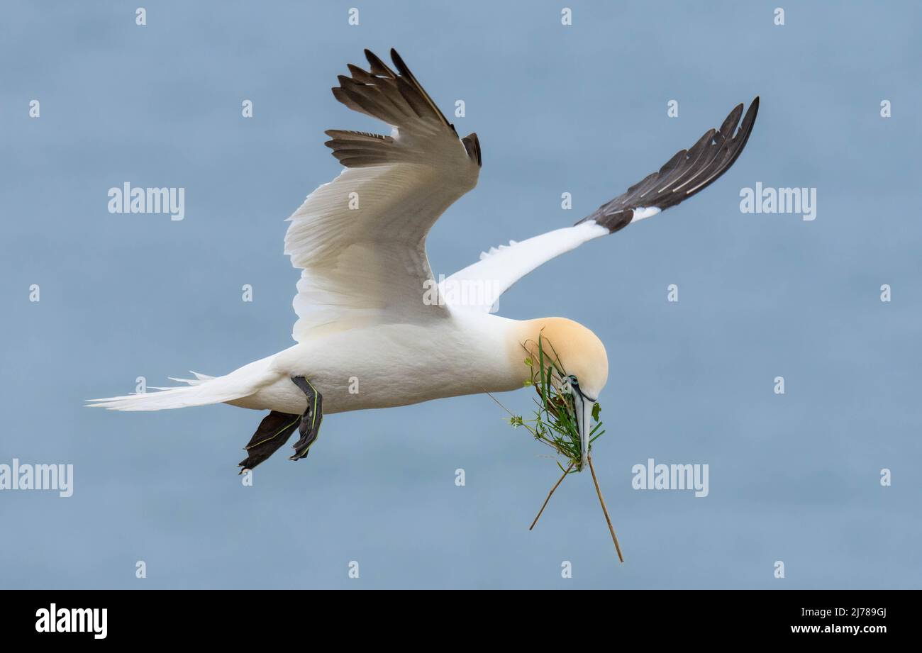 Gannet Foto Stock