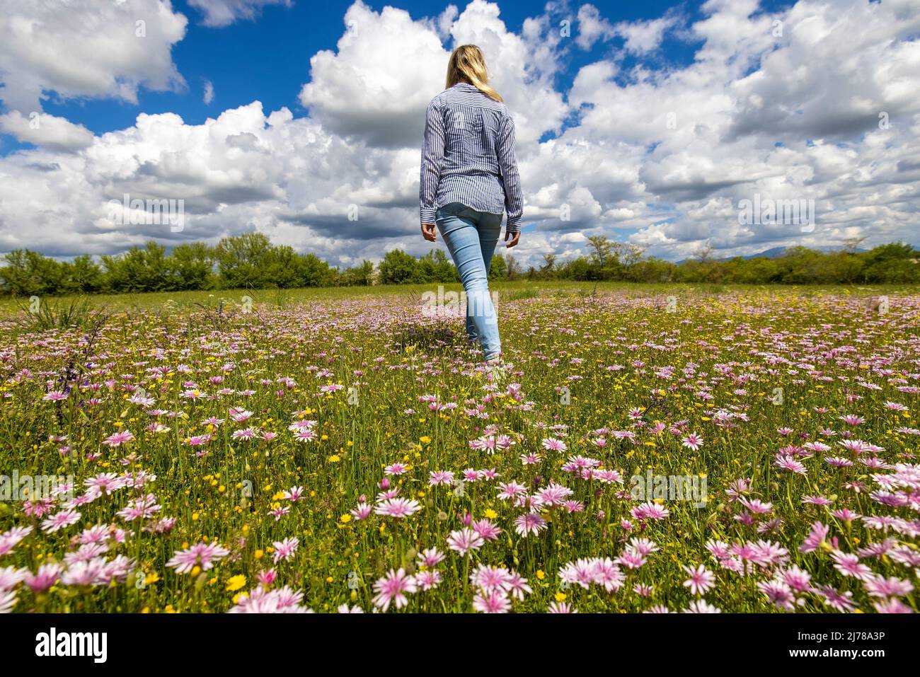 La ragazza sta camminando in una prateria con una barba rosa rossa in fiore Foto Stock