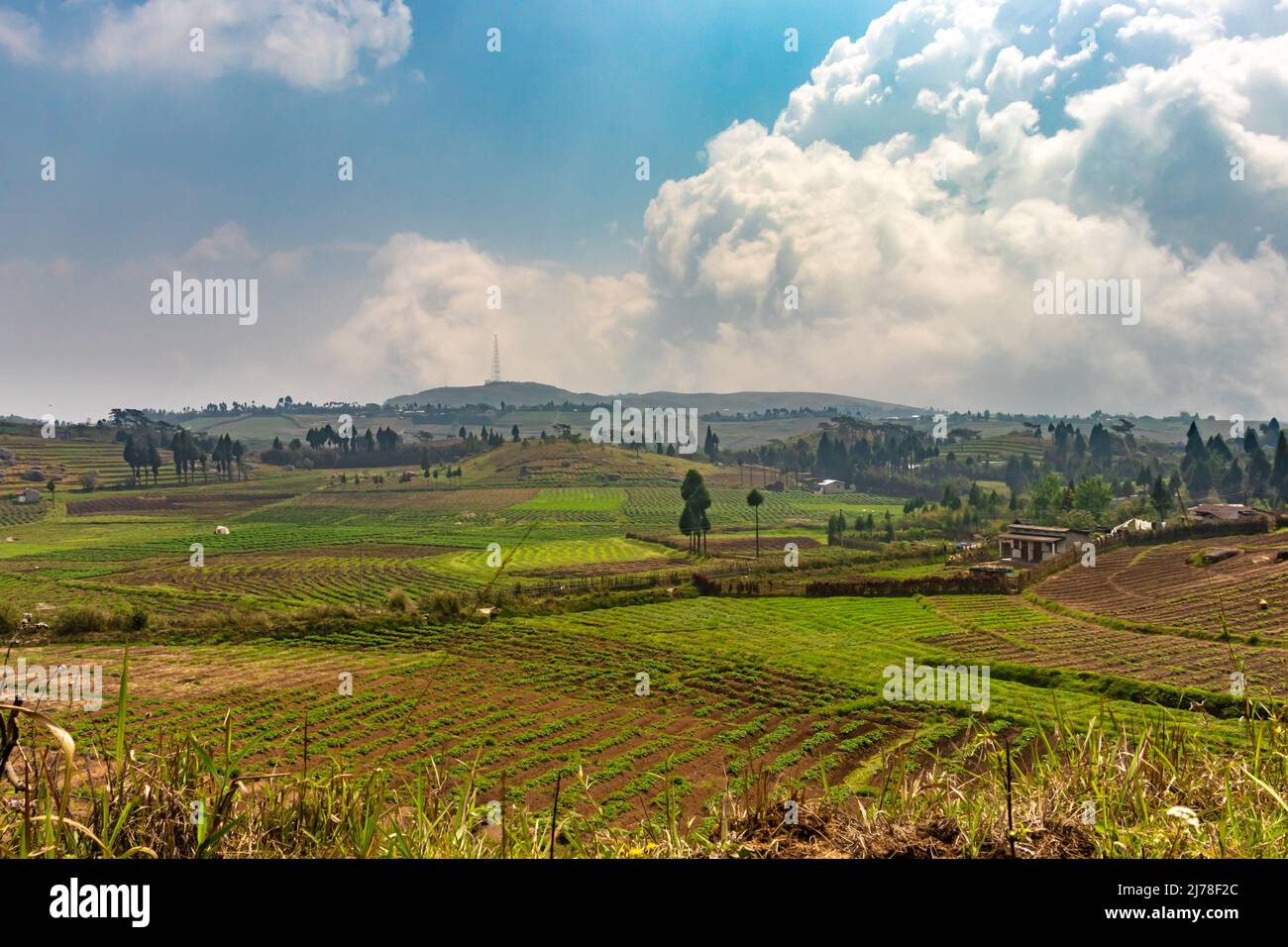 campagna agricoltura campi agricoli con cielo azzurro luminoso al mattino da angolo piatto Foto Stock