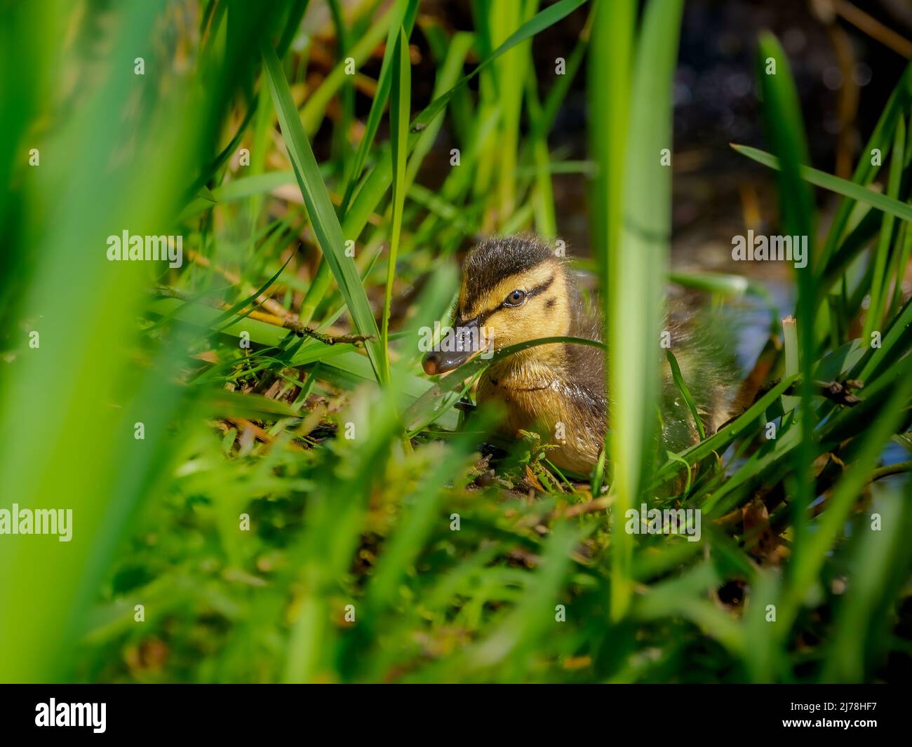 un piccolo anatroccolo meraviglioso si trova nell'erba di una zona umida Foto Stock
