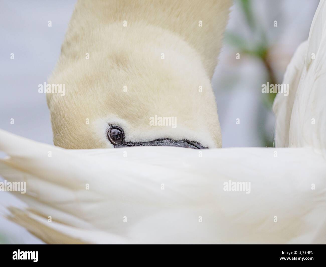 ritratto di un cigno bianco neve, il suo occhio sta guardando la macchina fotografica, nascondendo il suo becco sotto la sua ala, molto coy! Foto Stock