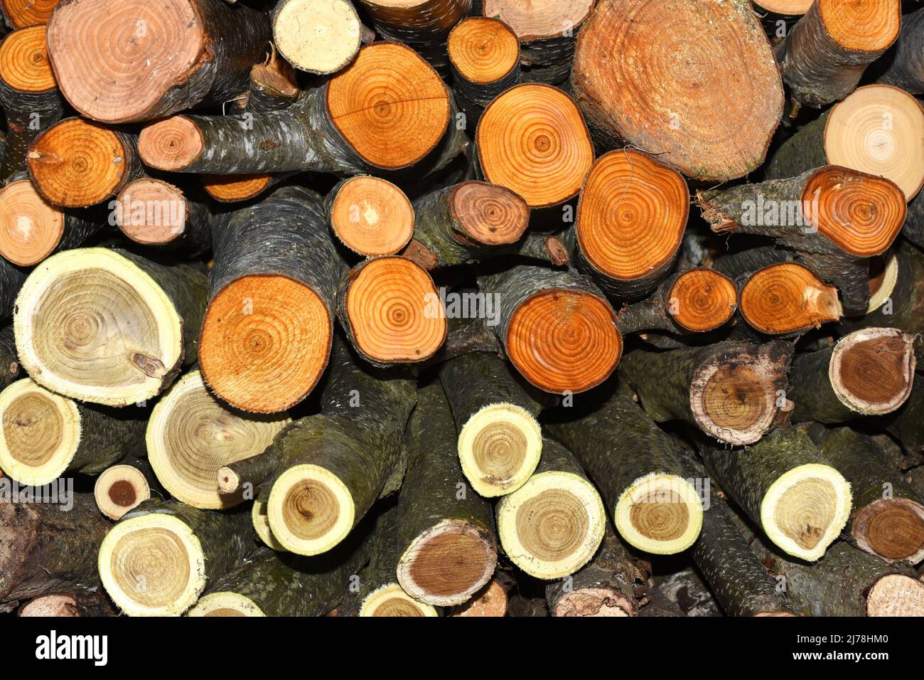 Mucchio di legna da ardere tagliata di recente in diversi colori Foto Stock