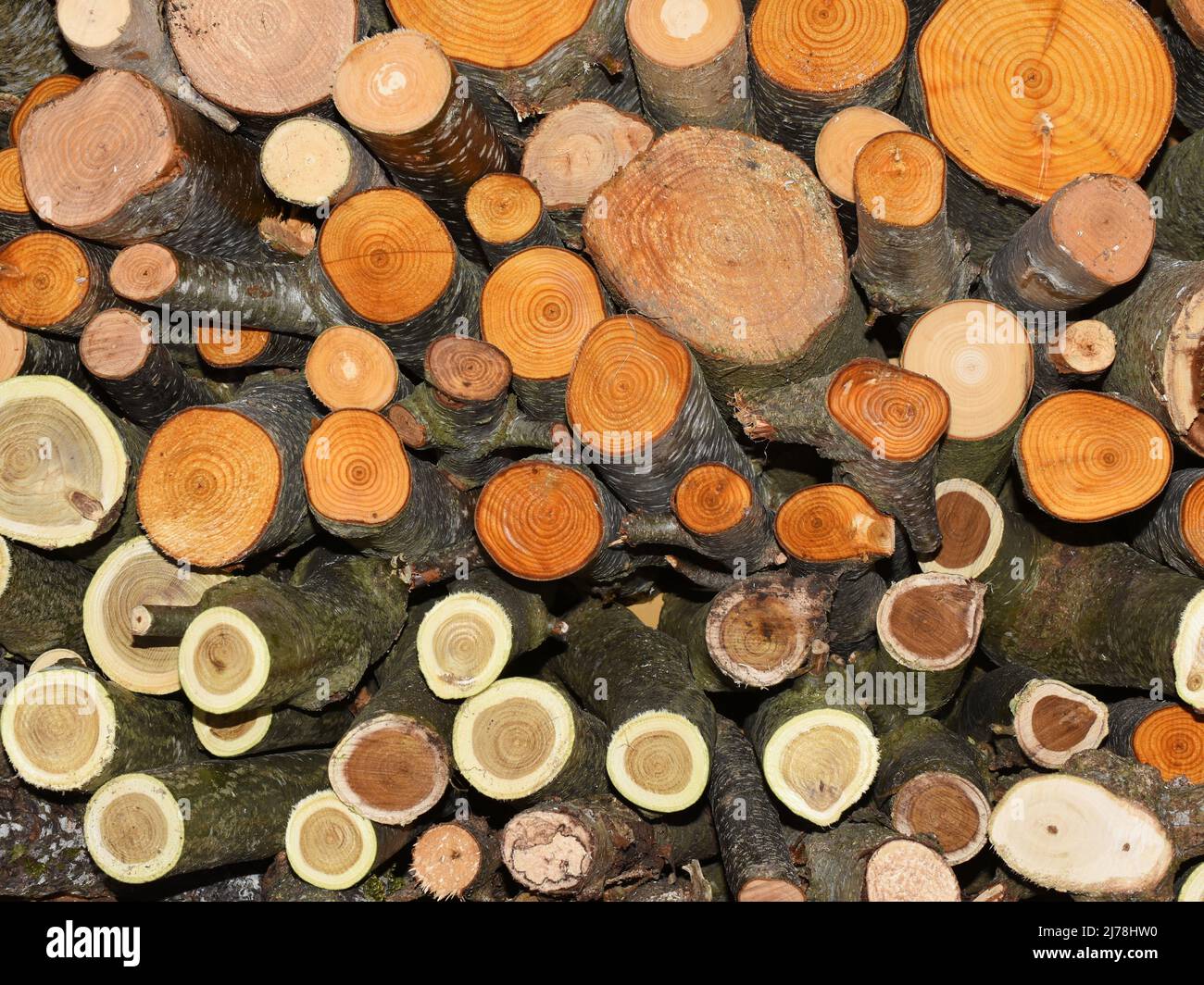 Mucchio di legna da ardere tagliata di recente in diversi colori Foto Stock