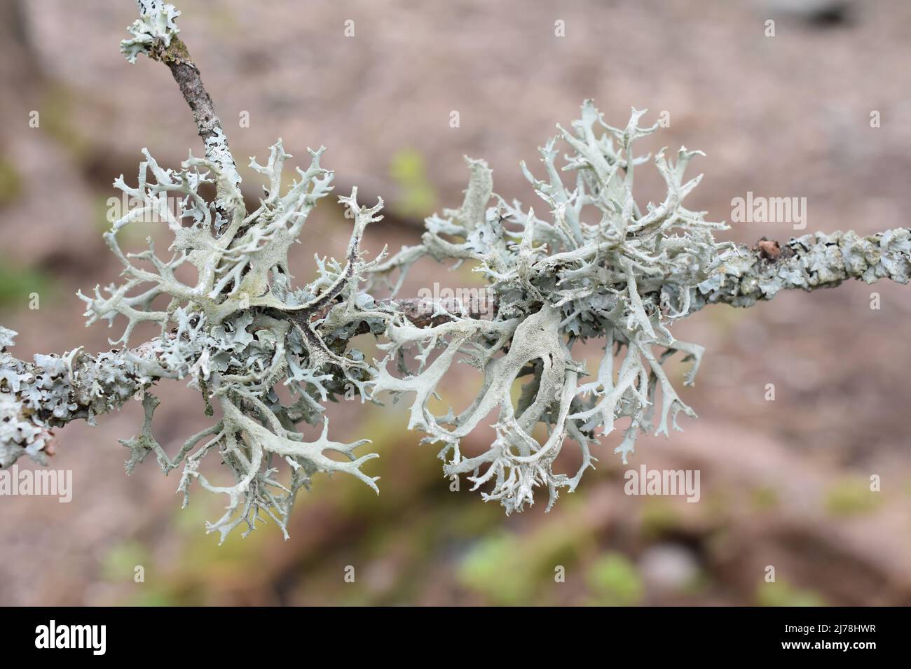 Il lichen tre foglie muss pseudevernica furfuracea lobi verdi grigi Foto Stock