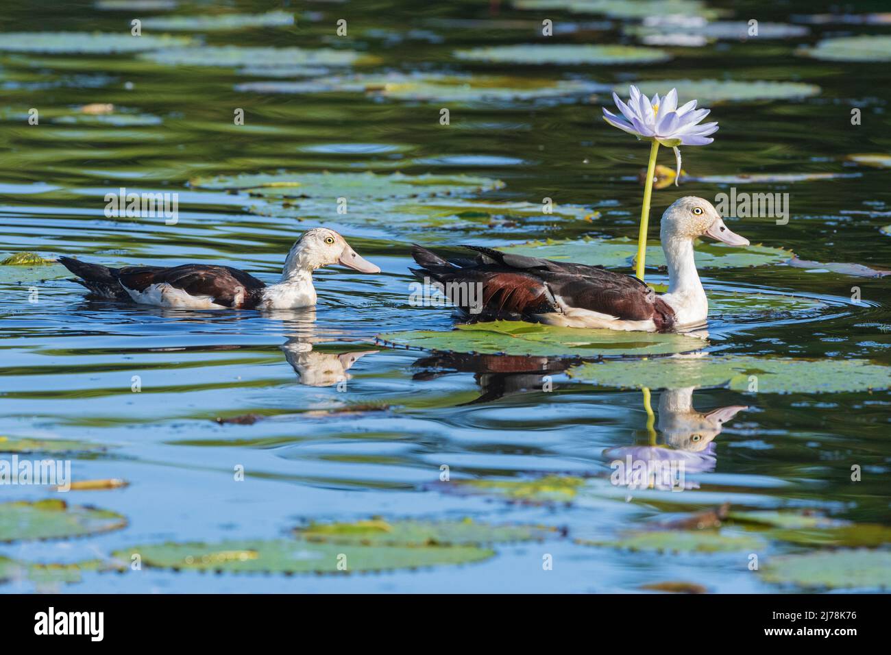 Anatra di burdekin immagini e fotografie stock ad alta risoluzione Alamy