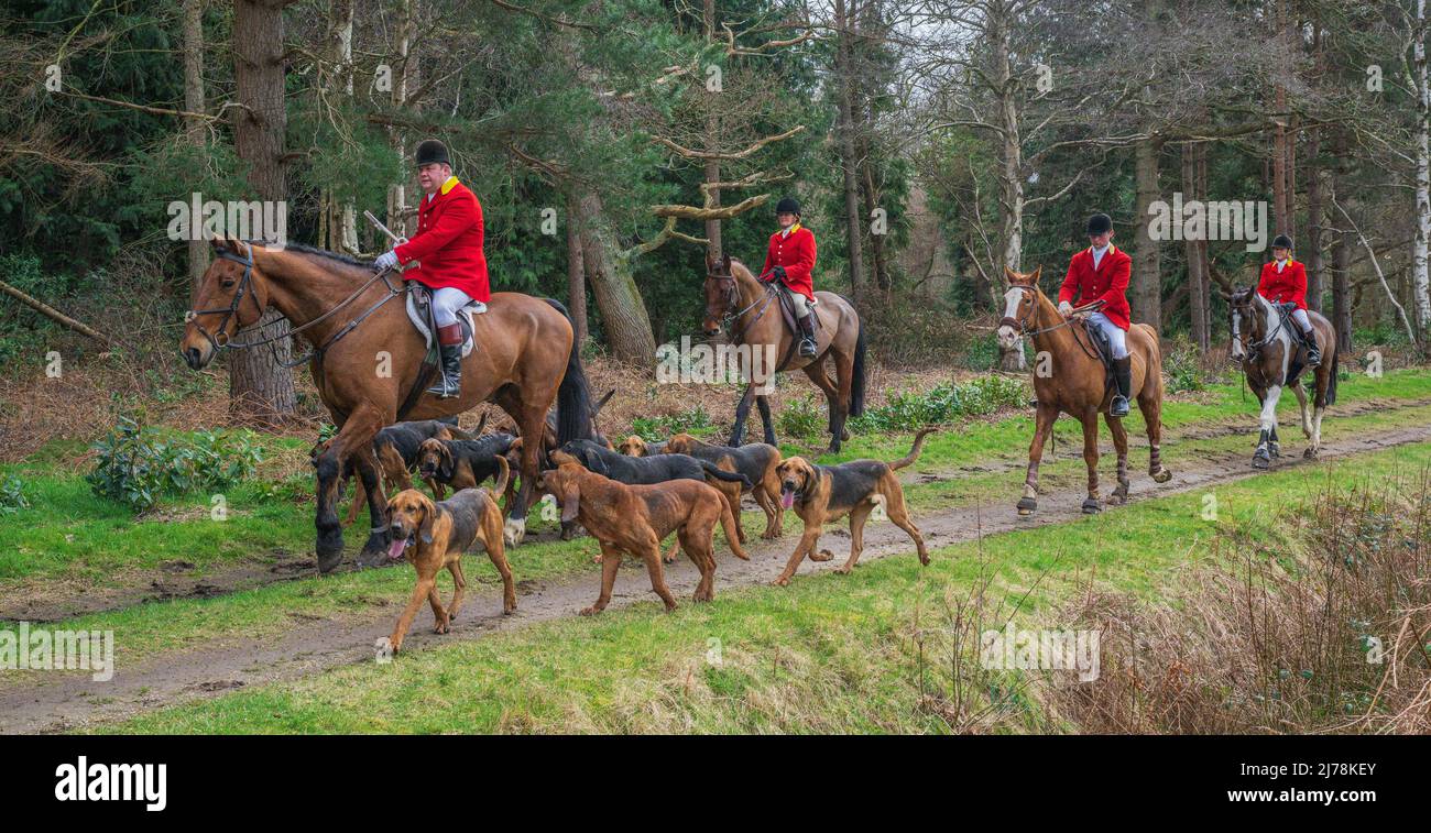 Il Cranwell Bloodhounds – la fine di una domenica pomeriggio incontro come il Huntsman, fruste e Masters ride con i hounds Foto Stock