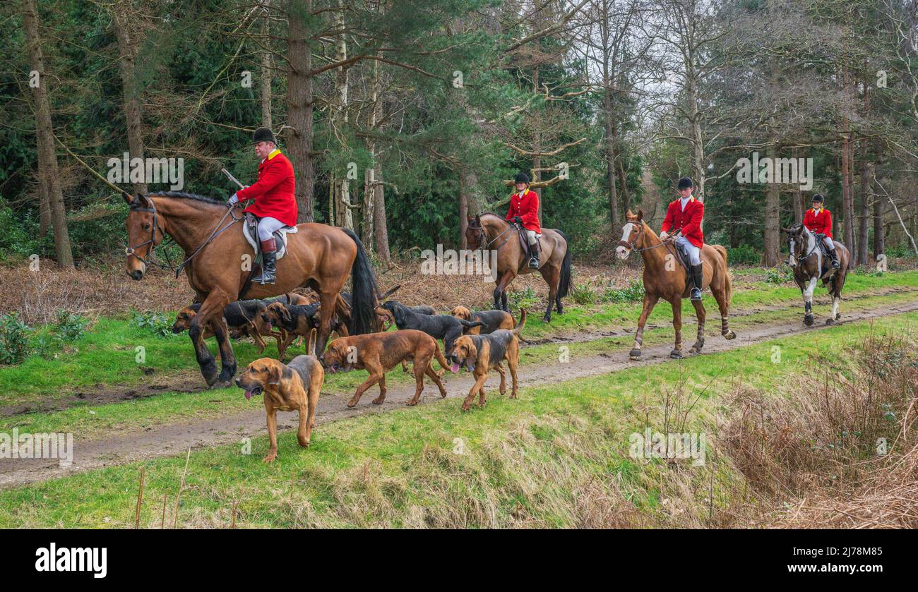 Il Cranwell Bloodhounds – la fine di una domenica pomeriggio incontro come il Huntsman, fruste e Masters ride con i hounds Foto Stock