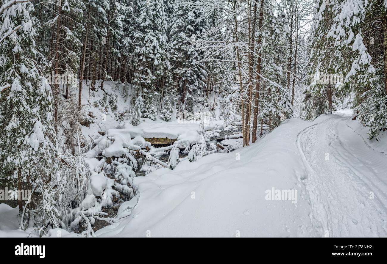 Abeti coperti di neve e strada innevata nel bosco. Bellissimo sfondo invernale. Foto Stock