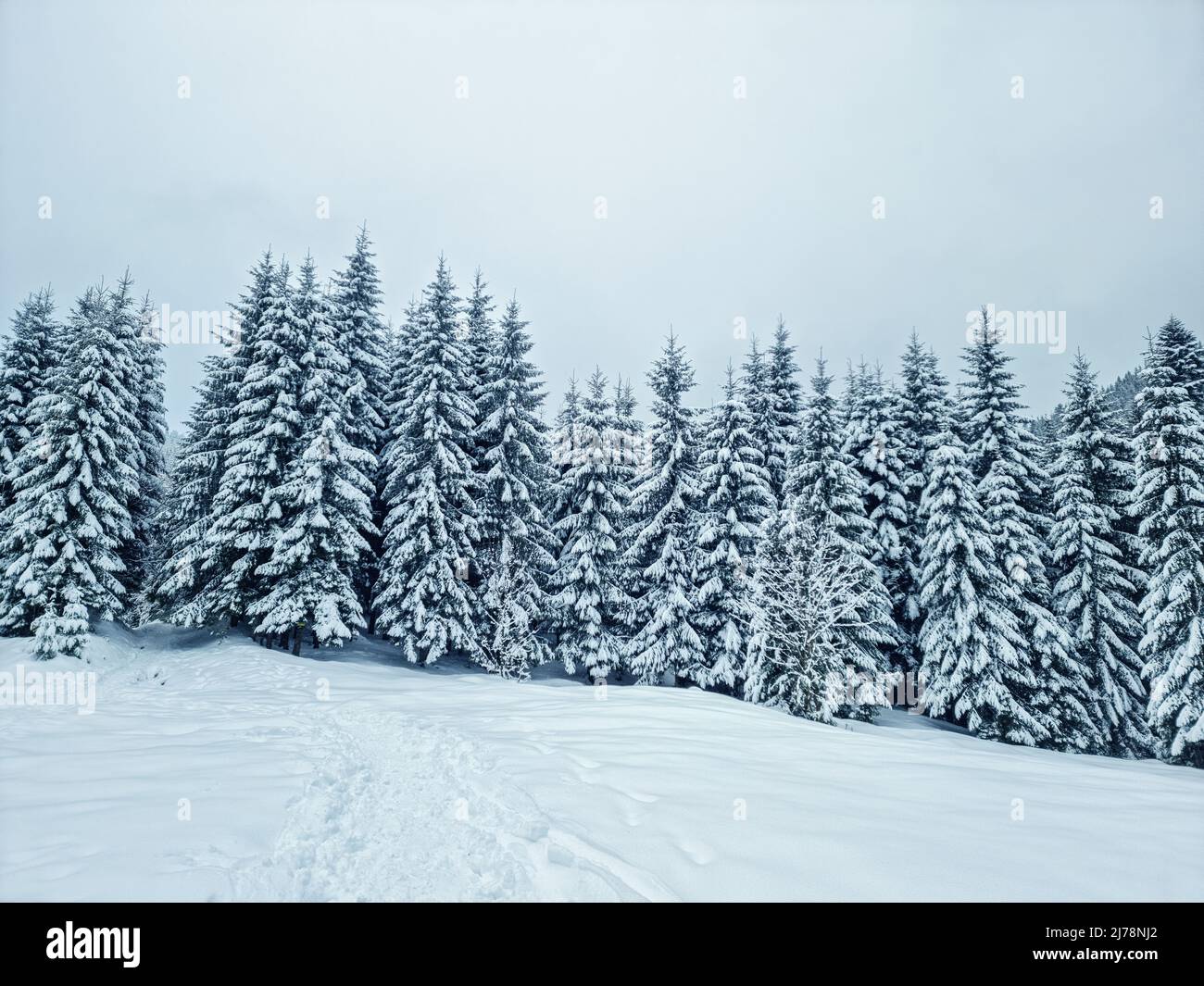 Abeti coperti di neve. Bellissimo sfondo invernale. Foto Stock