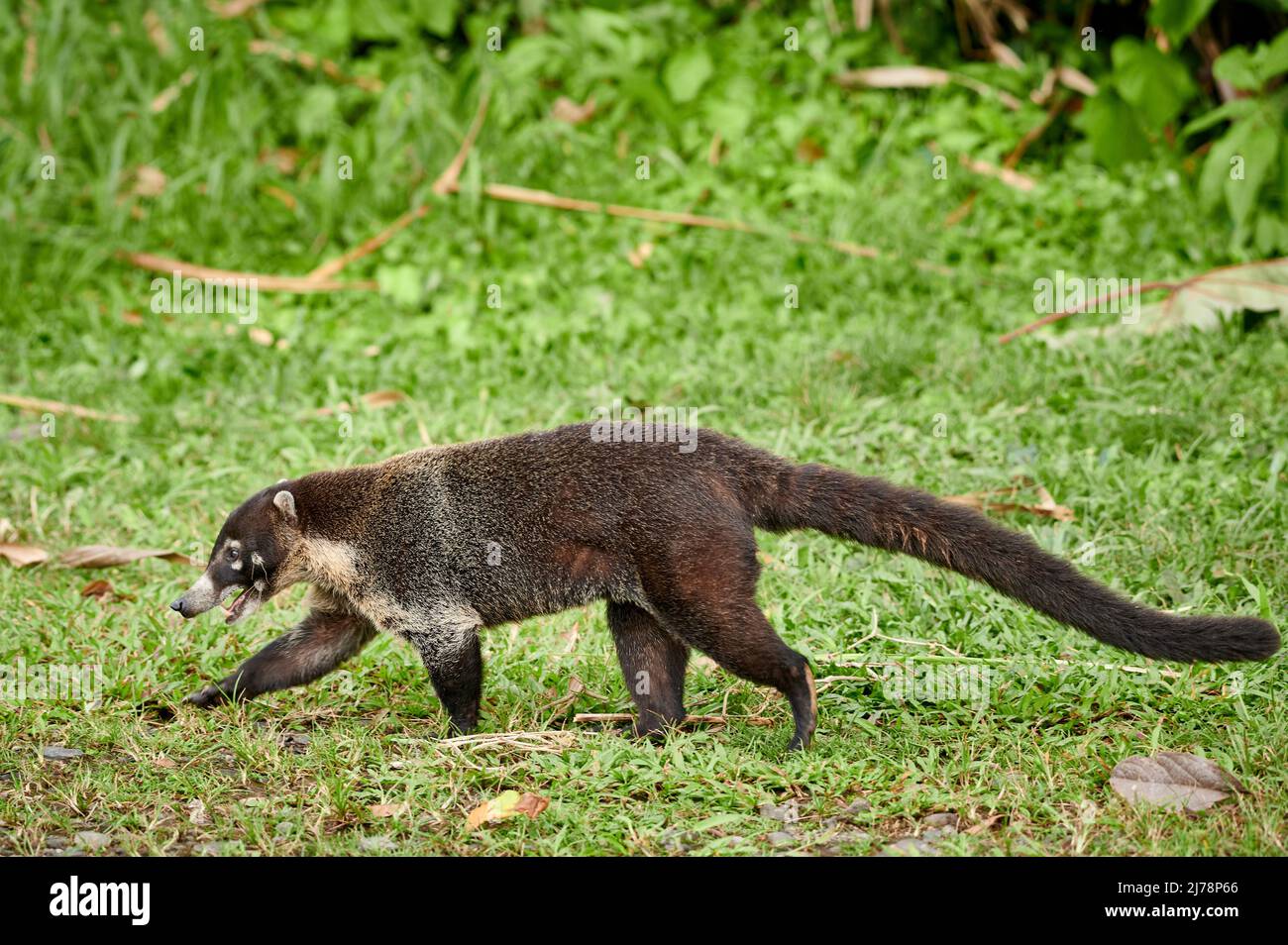 Coati, Nasua narica, Parque Nacional Volcán Arenal, Costa Rica, America Centrale Foto Stock