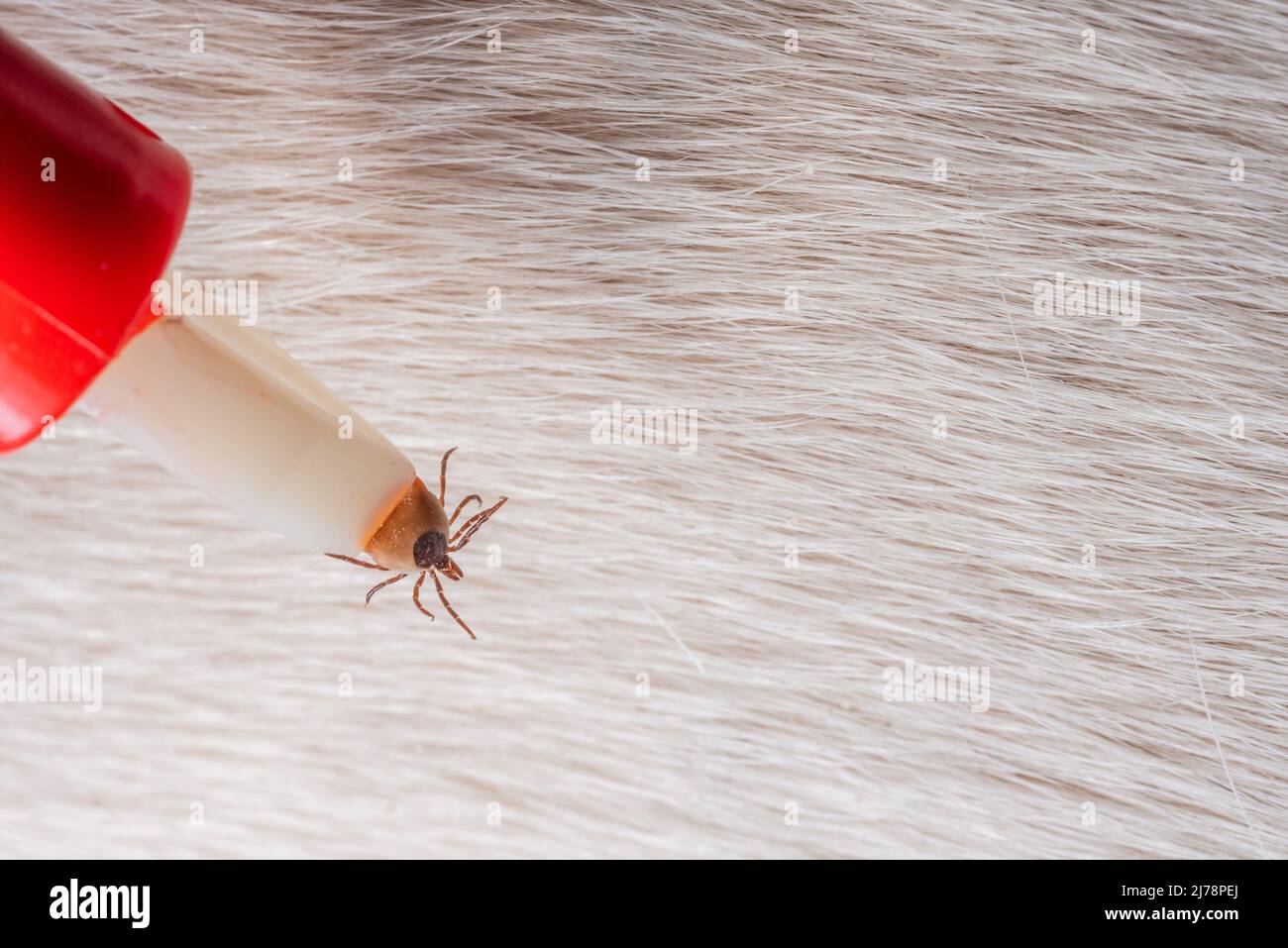 Rimozione di un segno di spunta da un cane. Un segno di spunta nelle pinze per la rimozione dei parassiti in primo piano. Pericolo per gli animali. Foto Stock