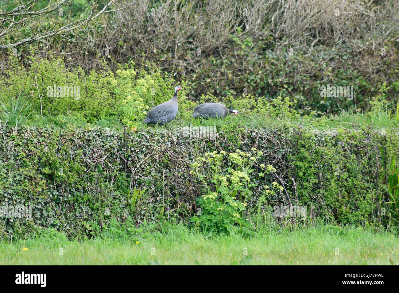 Faraone che si nutre in un campo di erba aperta Foto Stock