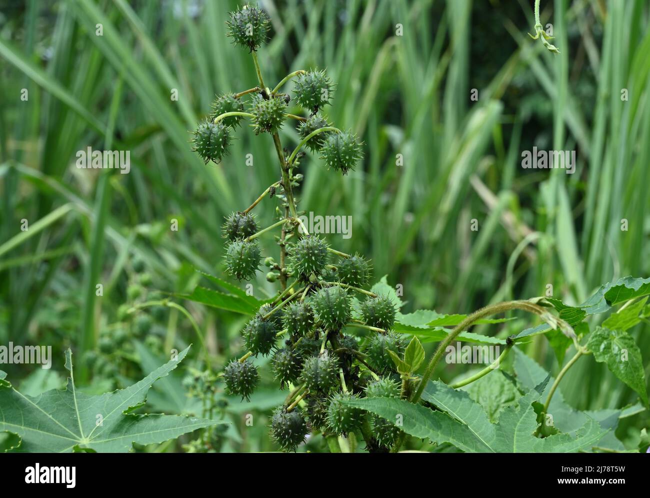 Un grande gruppo di capsule di semi maturi sollevate dalla pianta di on Ricinus Communis in natura Foto Stock