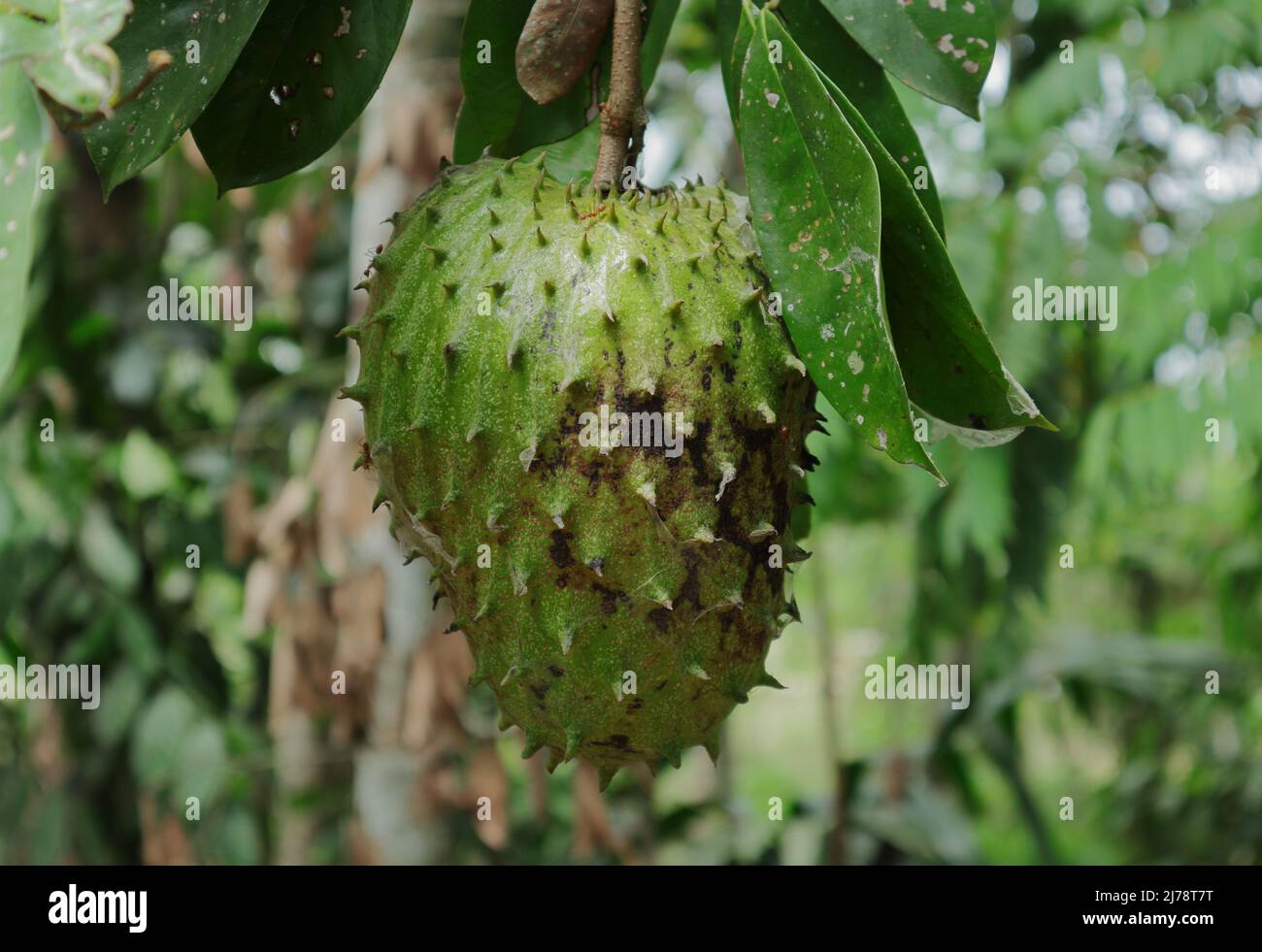 Primo piano di un maten Soursop frutta appende su (Annona muricata) pianta Foto Stock