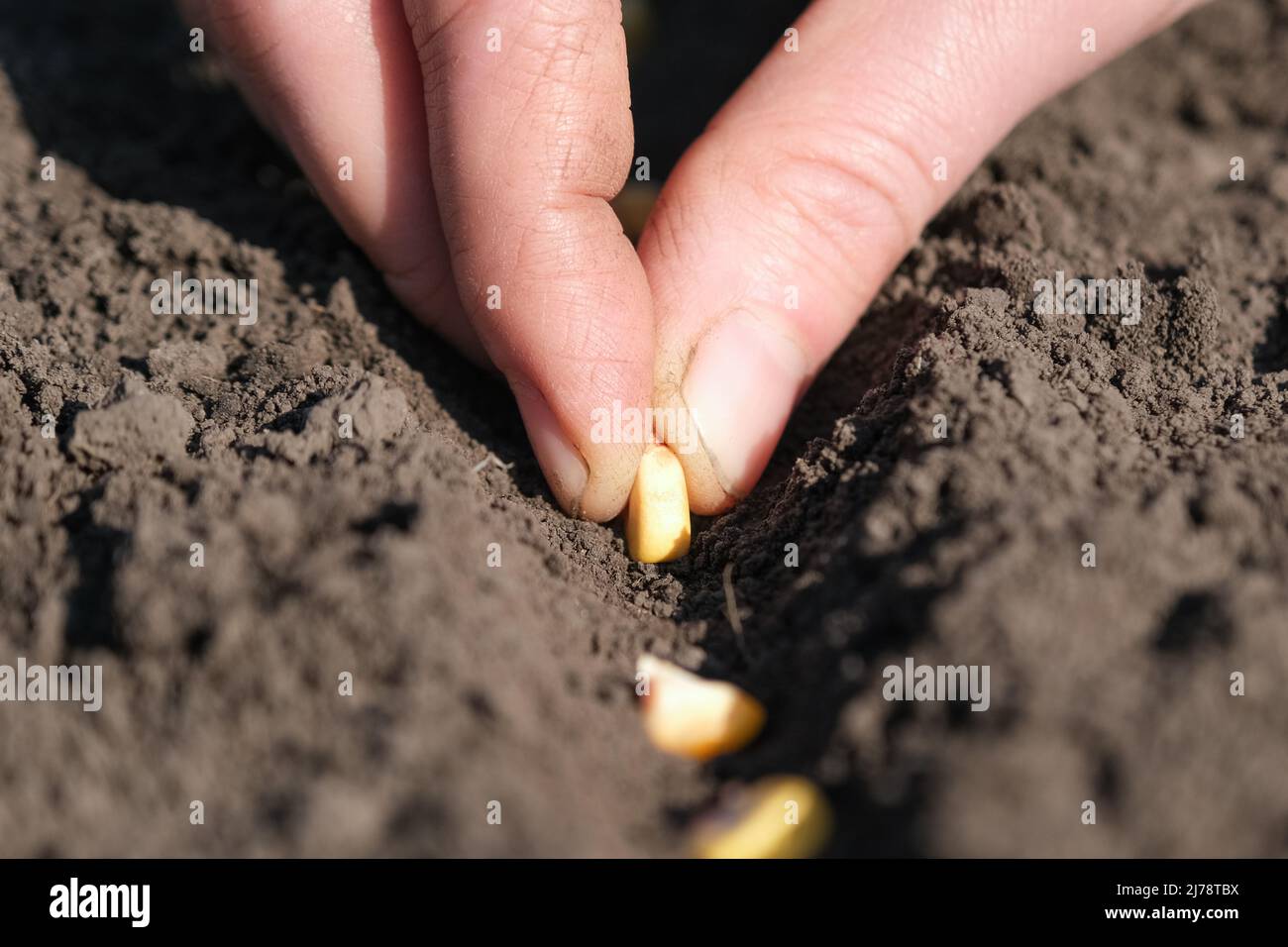 Mano mette i chicchi di mais nel foro. Piantando semi nel terreno. Società di semina o concetto di agricoltura. Foto Stock