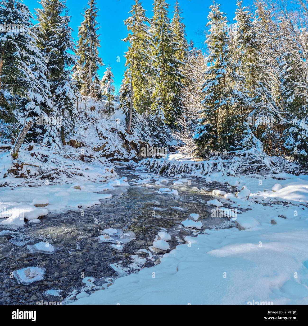 Abeti coperti di neve e ruscello con bordo ghiacciato. Bellissimo sfondo invernale. Foto Stock