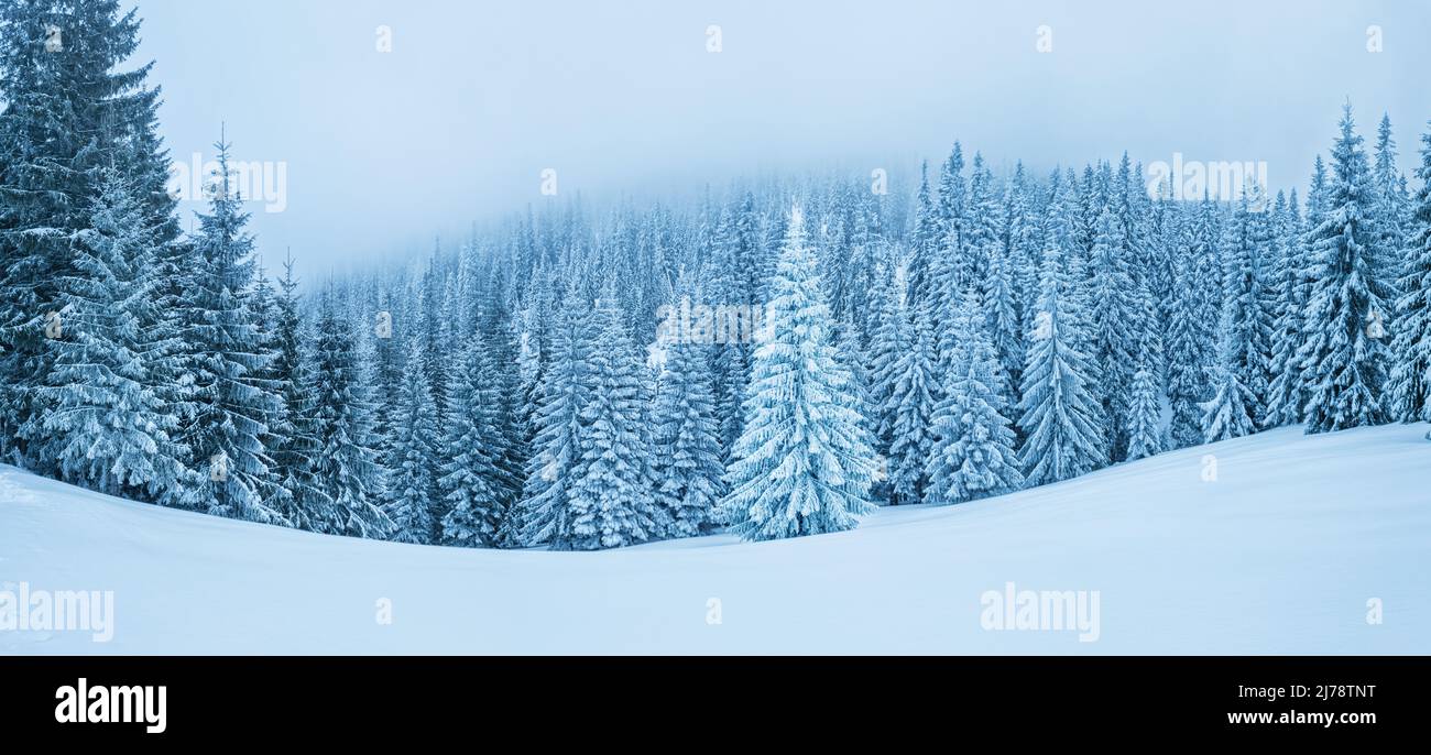 Abeti coperti di neve. Bellissimo panorama invernale. Foto Stock