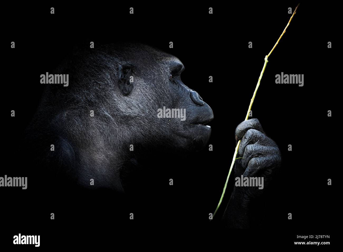 Ritratto di un gorilla lowland occidentale (GGG) da vicino. Silverback - maschio adulto di un gorilla in un habitat nativo. Giungla della Repubblica Centrafricana Foto Stock