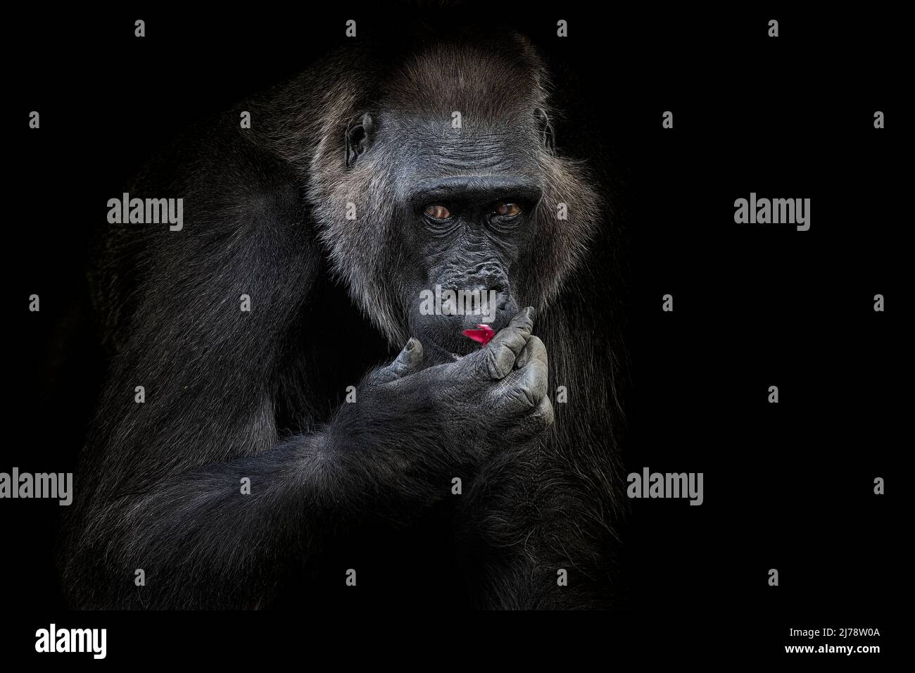 Ritratto di un gorilla lowland occidentale (GGG) da vicino. Silverback - maschio adulto di un gorilla in un habitat nativo. Giungla della Repubblica Centrafricana Foto Stock