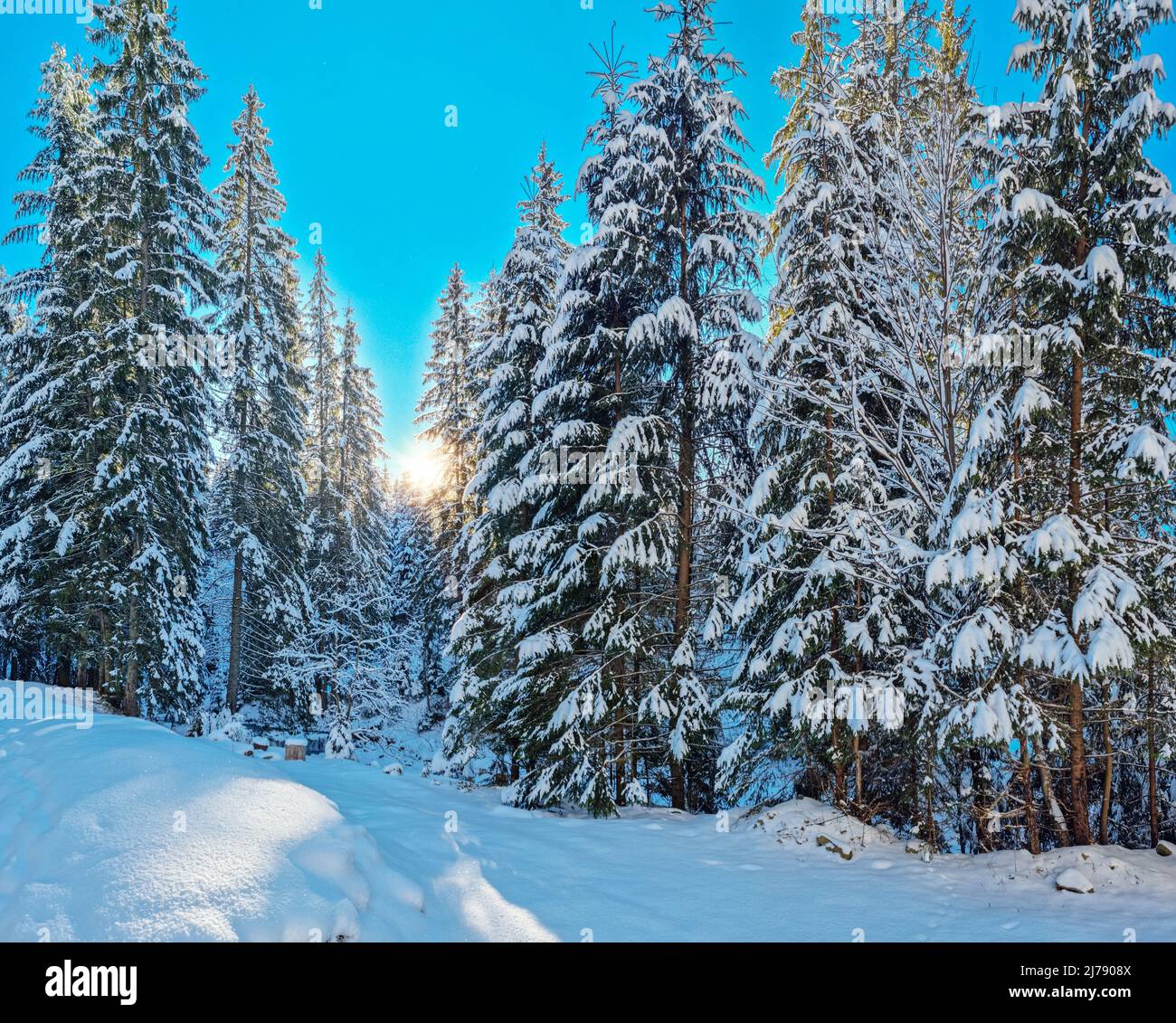 Abeti coperti di neve. Bellissimo sfondo invernale. Foto Stock