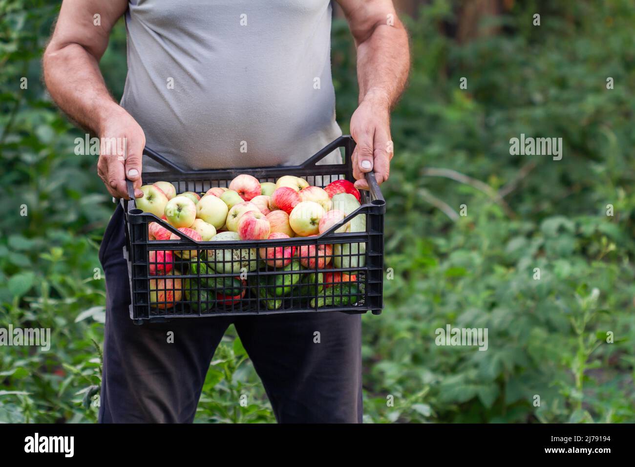 Un contadino raccoglieva il raccolto in giardino. Un uomo d'estate conserva una scatola di plastica con mele, cetrioli e zucchine sullo sfondo verde delle piante. Foto Stock