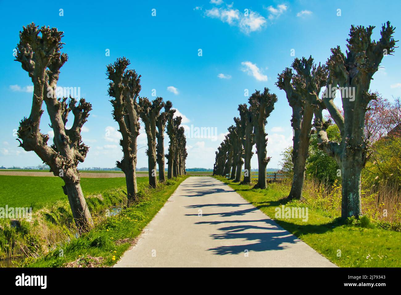 CUL-de-sac con alberi impollarati lungo di esso nel nord della provincia agricola di Groningen, Paesi Bassi Foto Stock