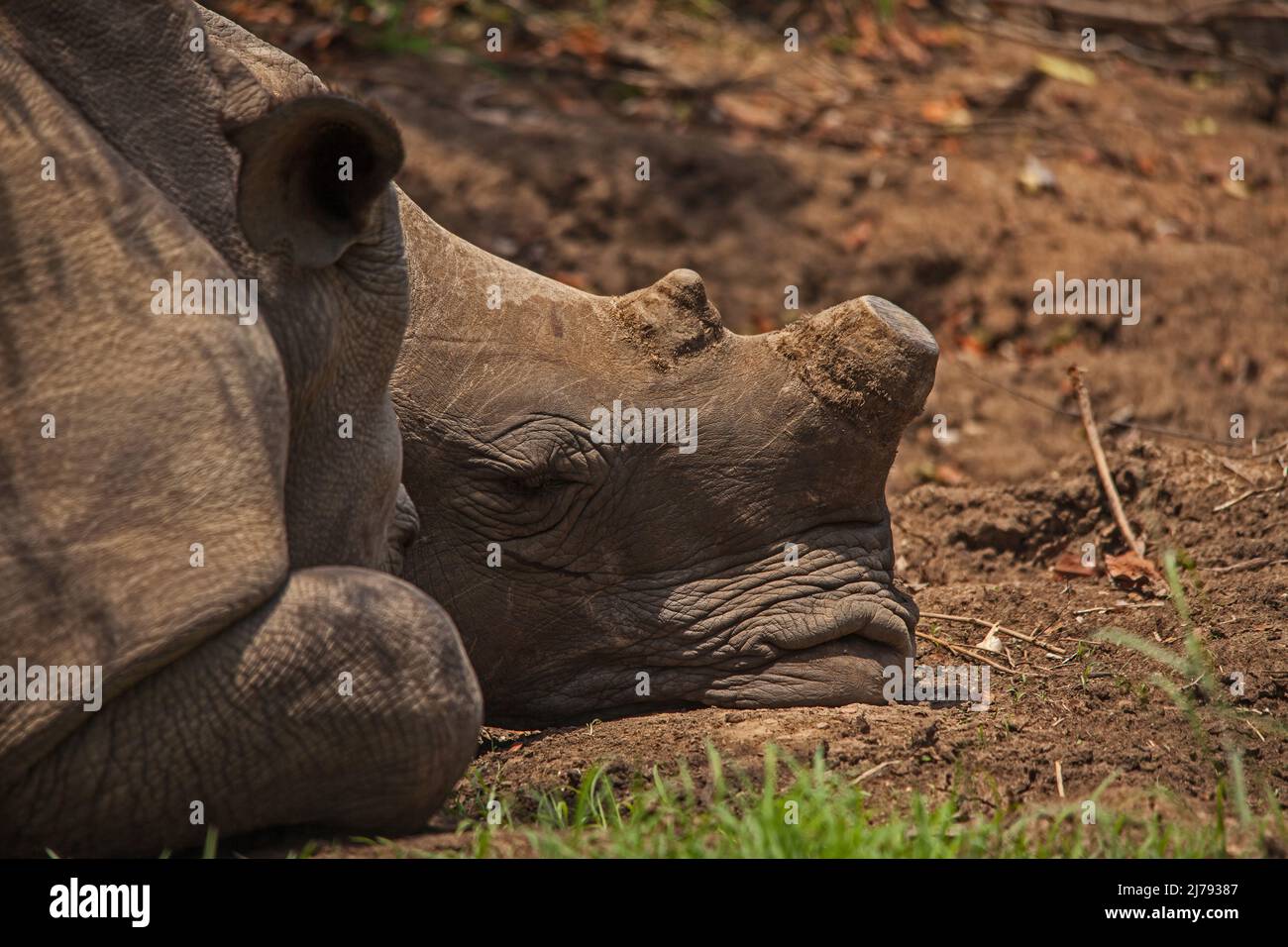 Due rinoceronti bianchi (Ceratotherium simum) che dormono nel Parco Nazionale di Kruger. I Parchi nazionali sudafricani disarrano i rinoceronti in un tentativo di marciapiede Foto Stock
