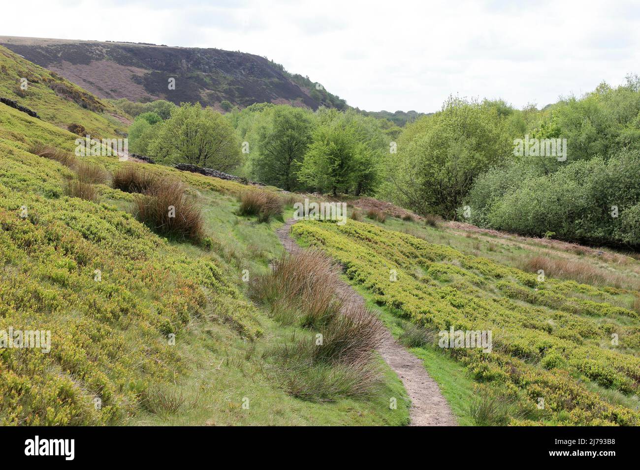 Paesaggio di brughiera a White Coppice, Lancashire Foto Stock