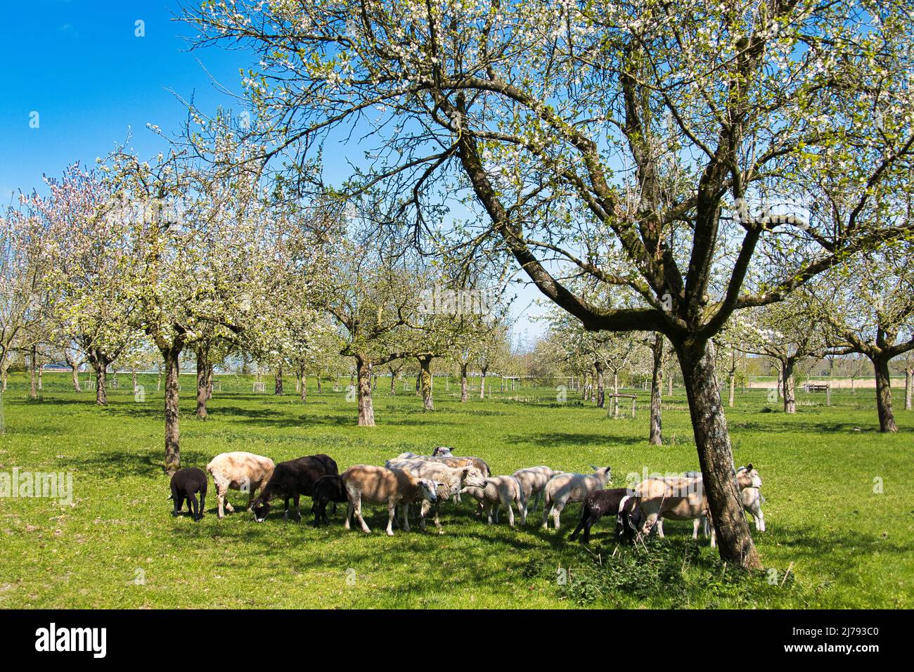 Gregge di pecore bianche e nere in un frutteto con alberi da frutto tradizionali fioriti, nella provincia di Groningen, nei Paesi Bassi Foto Stock