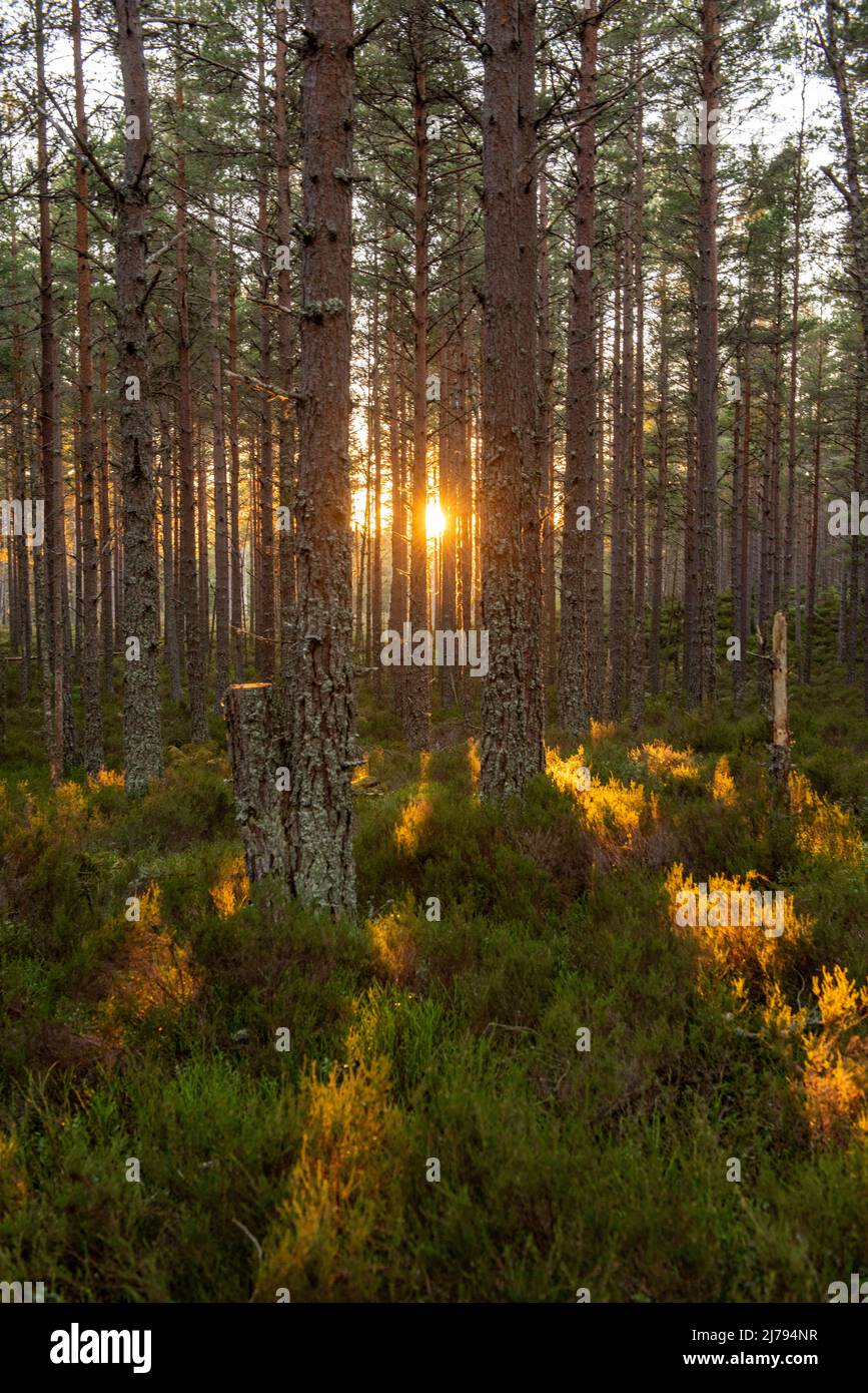 Tramonto nella foresta che circonda Loch Morlich vicino ad Aviemore nel distretto di Badenoch e Strathspey di Highland, Scozia Regno Unito Foto Stock