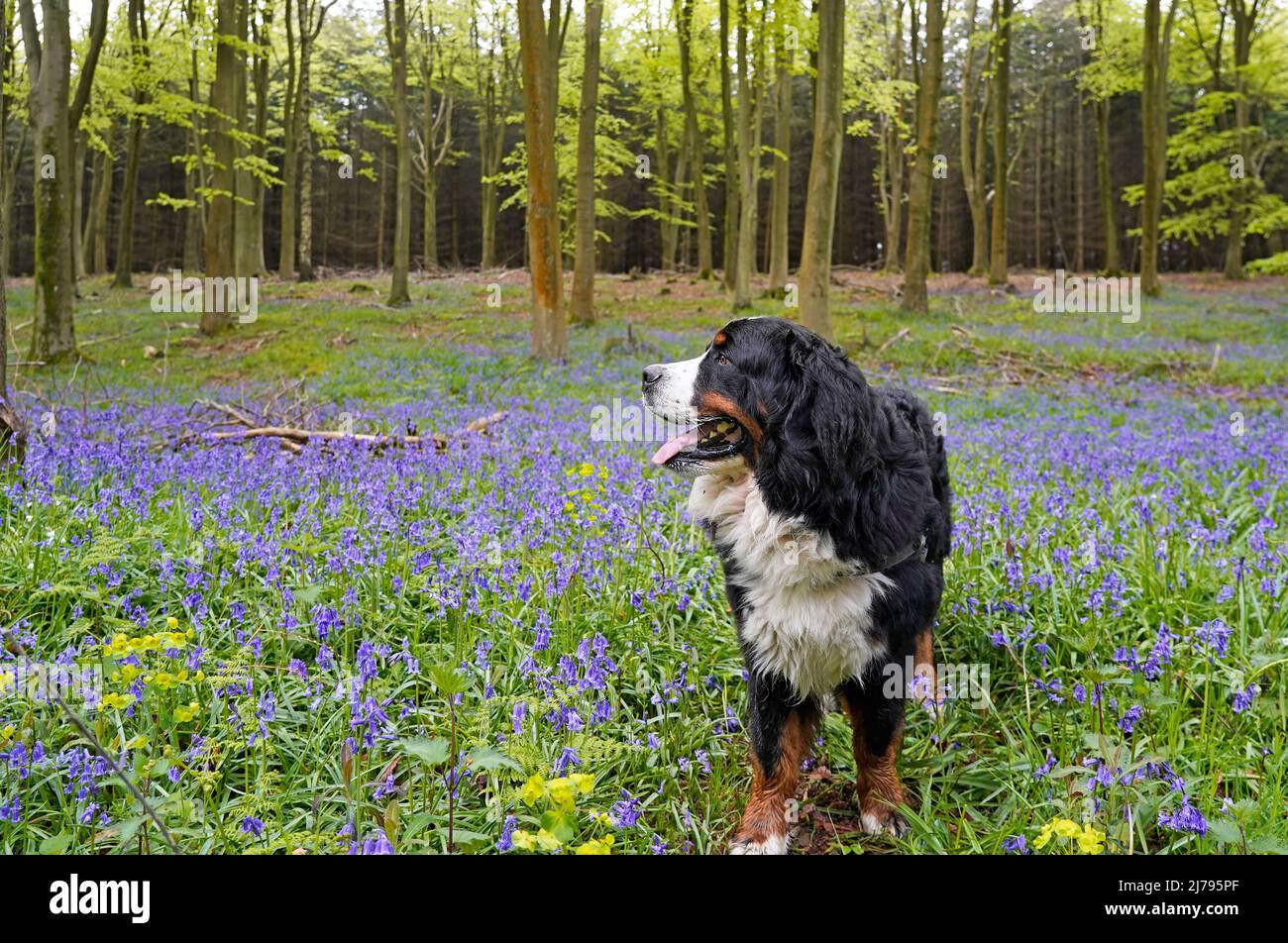 Bernese Mountain Dog in piedi nella foresta di bluebell, guardando via e su Foto Stock