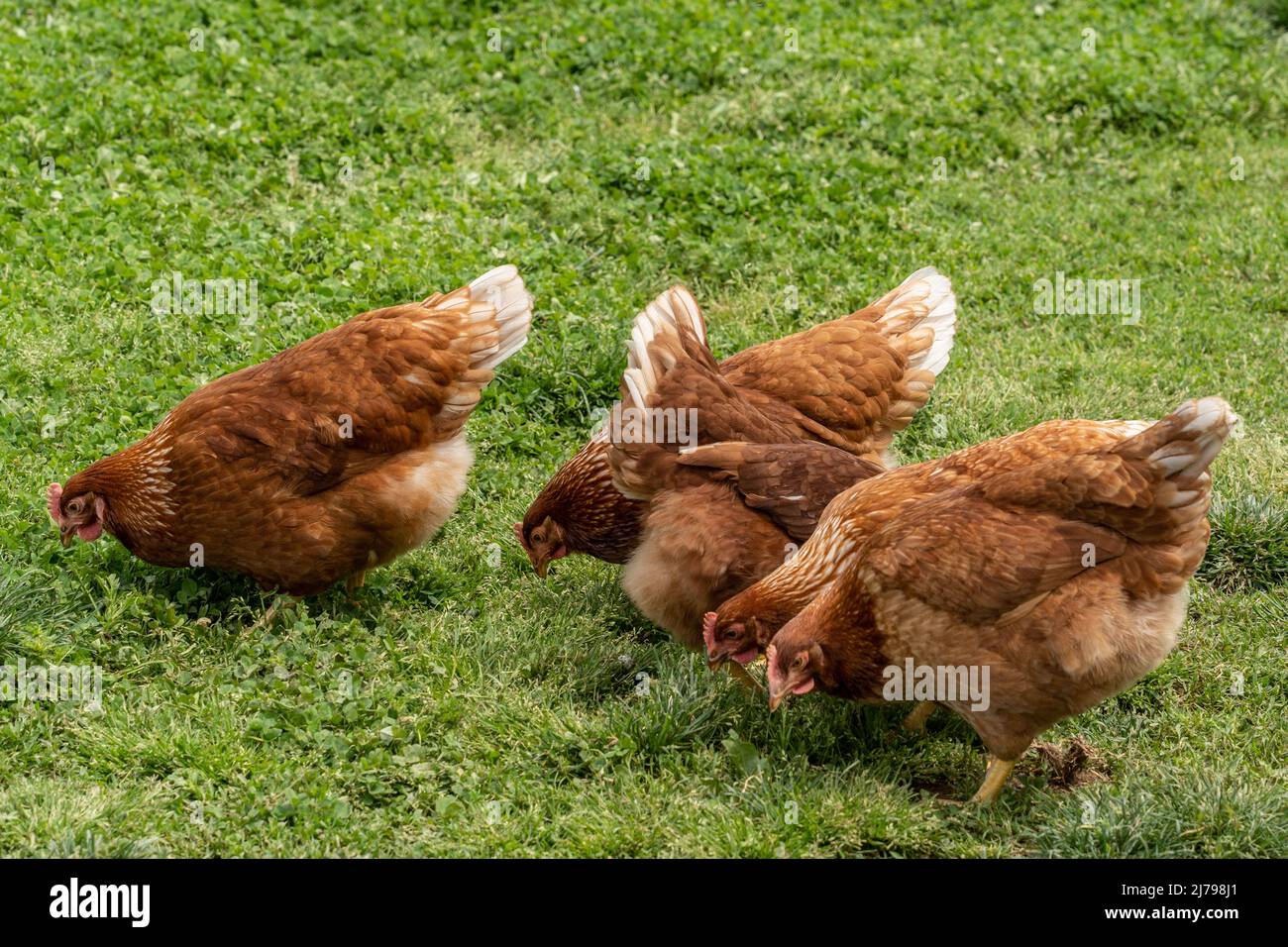 Polli nella fattoria di pollame di gamma libera nella contea di Lancaster, Pennsylvania Foto Stock