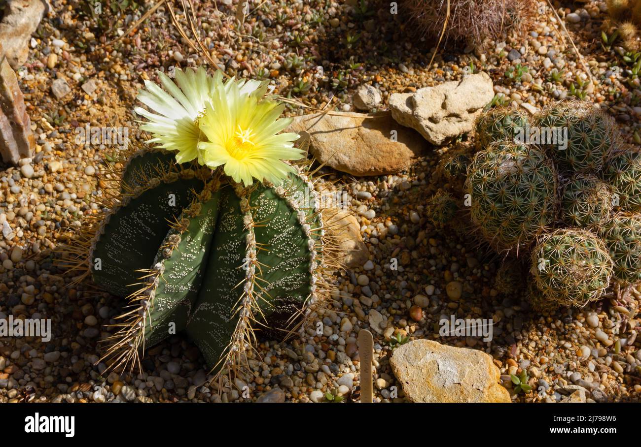 Primo piano di una pianta succulenta di coryphantha con bellissimi fiori gialli sulla sua sommità Foto Stock
