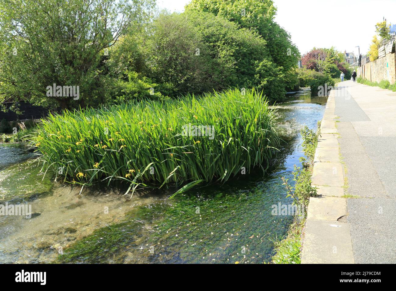Sentiero e grumi della bandiera gialla fiore dell'iride nel fiume Dour a Charlton, dover, Kent, Inghilterra, Regno Unito Foto Stock