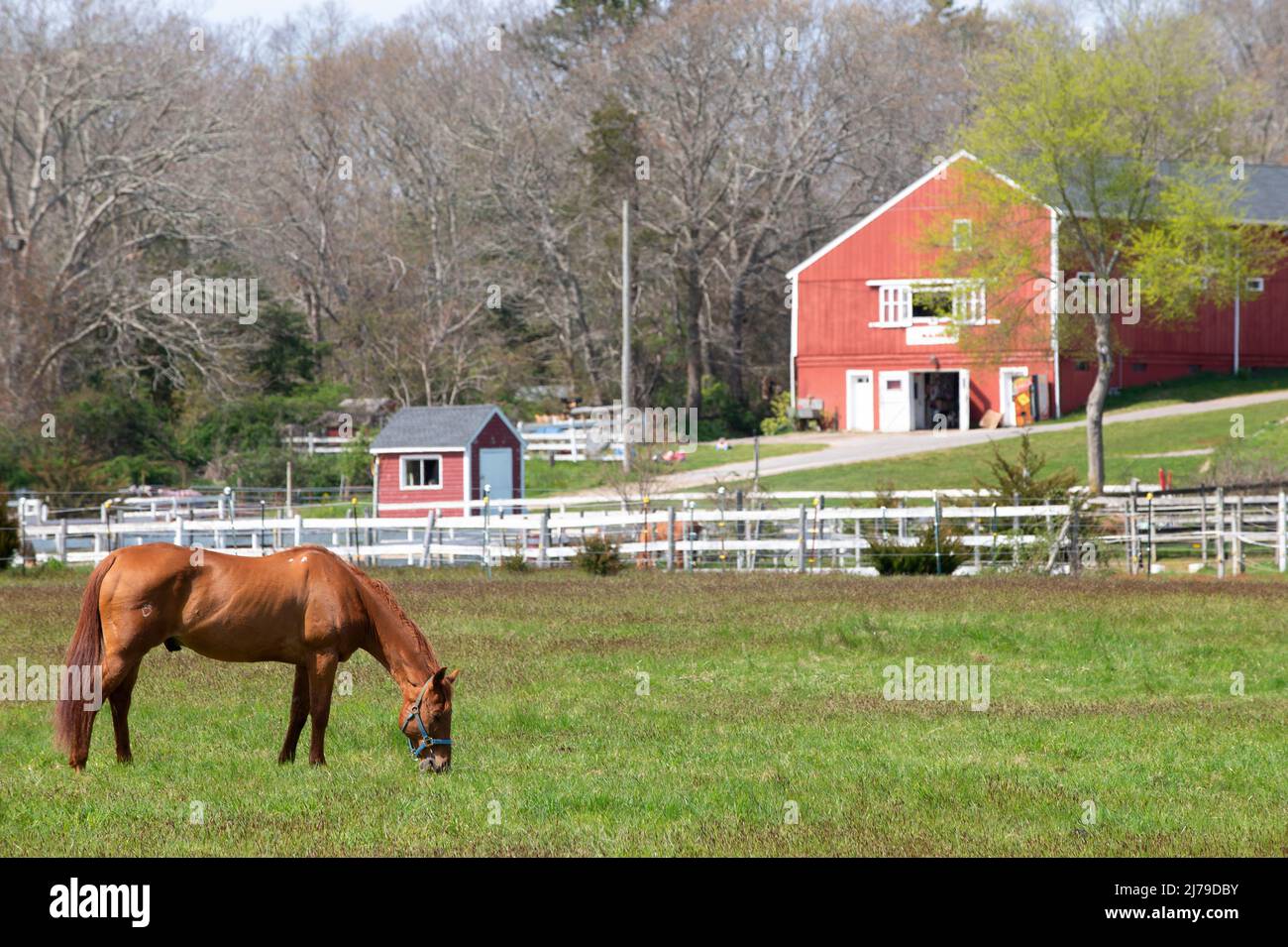 I cavalli pascolano nei campi di C J's Ranch, West Barnstable, Massachusetts, a Cape Cod, USA Foto Stock