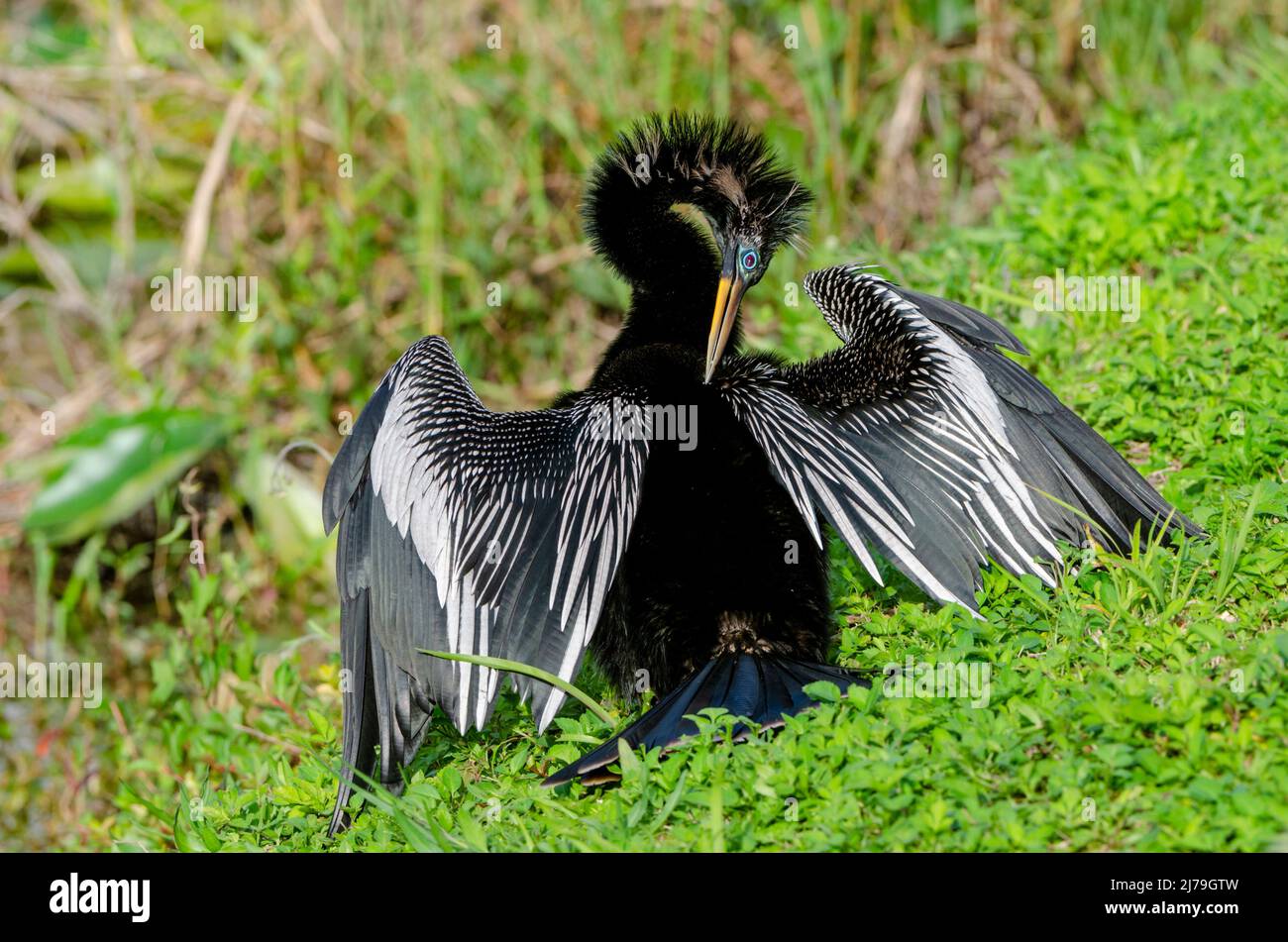 Anhinga (Anhinga anhinga). Parco nazionale delle Everglades, Florida, Stati Uniti d'America. Foto Stock