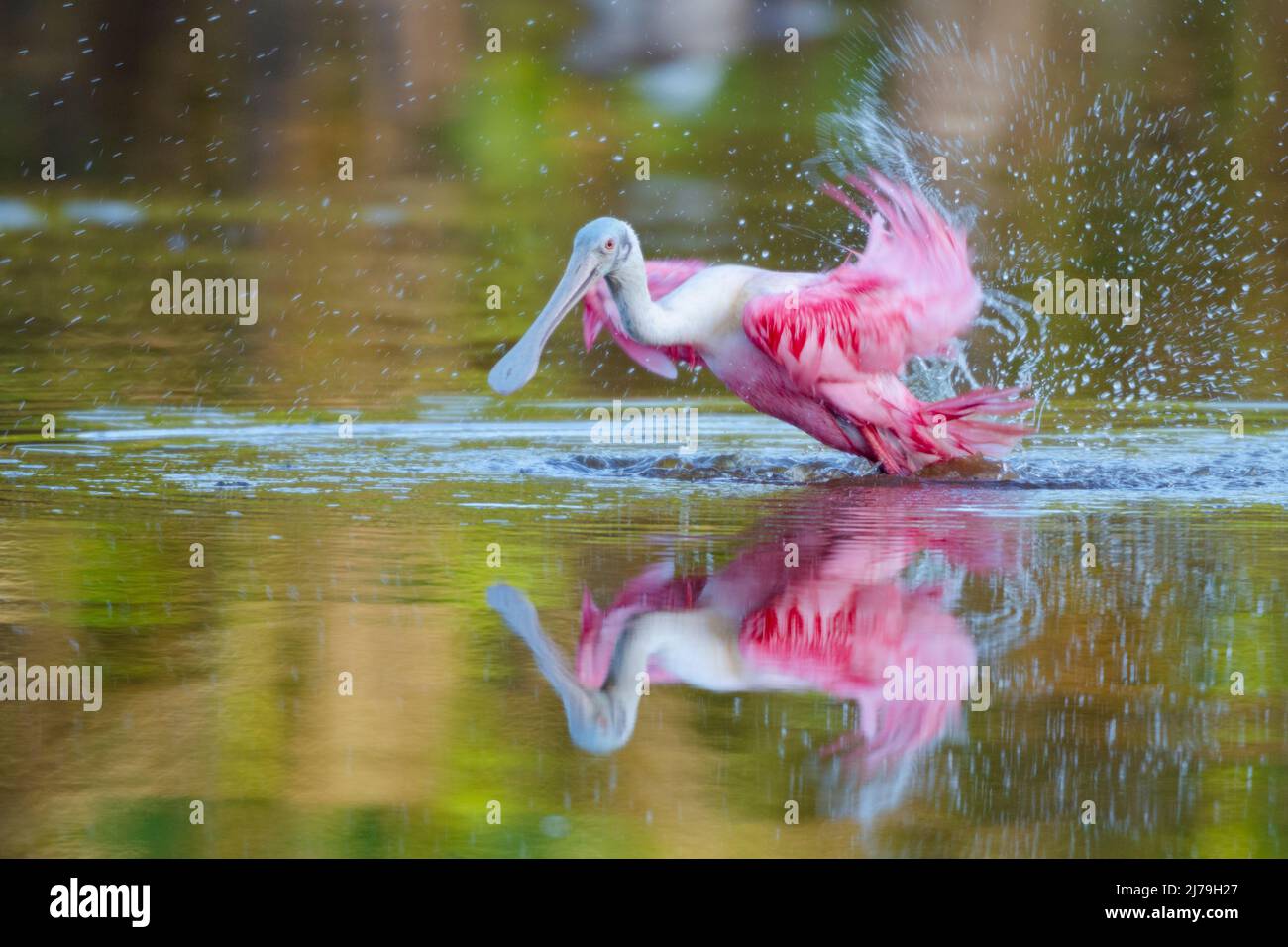 Cucchiaio rosato (Platalea ajaja). Everglades National Park, Florida, USA. Foto Stock