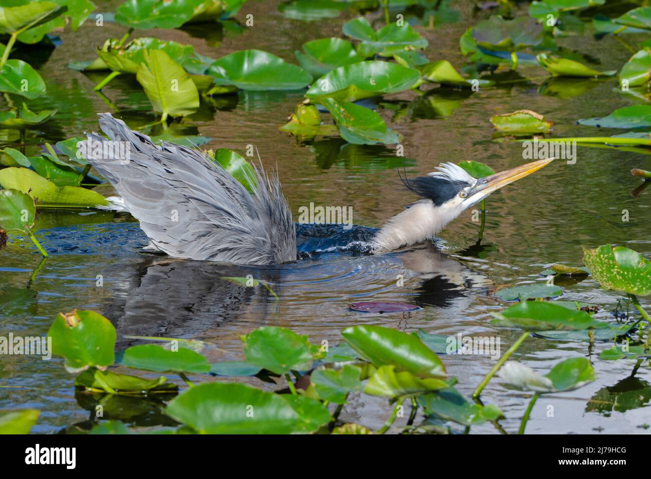 Airone blu (Ardea erodiade). Parco nazionale delle Everglades, Florida, Stati Uniti d'America. Foto Stock