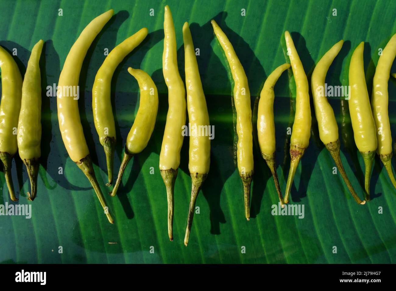 Verde chiaro freddo, verde chiaro peperoncino disposto in linea. Verdure fresche biologiche indiane Foto Stock