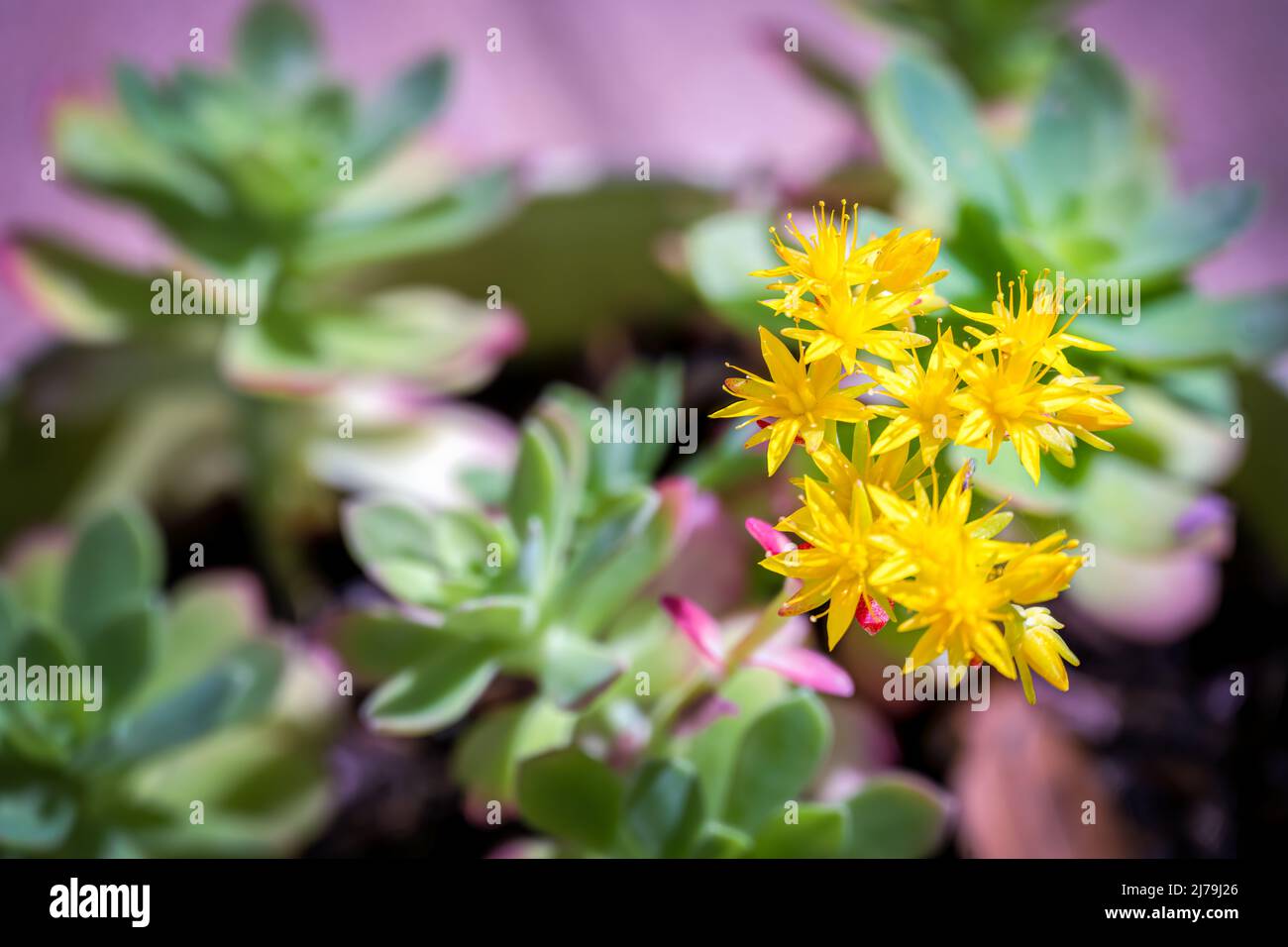 Fiori gialli luminosi di Sedum palmeri S.Watson o Stonecrop di Palmer Foto Stock